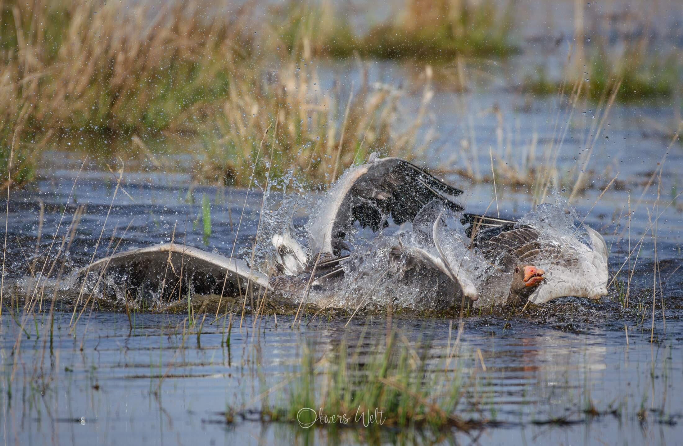 Bild ohne Beschreibung Bild ohne Beschreibung