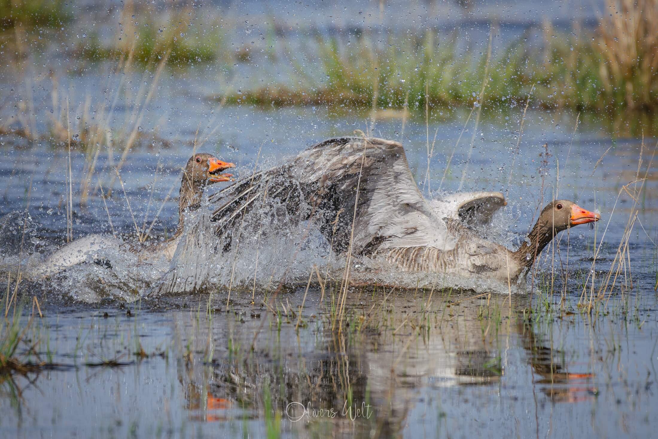 Bild ohne Beschreibung Bild ohne Beschreibung