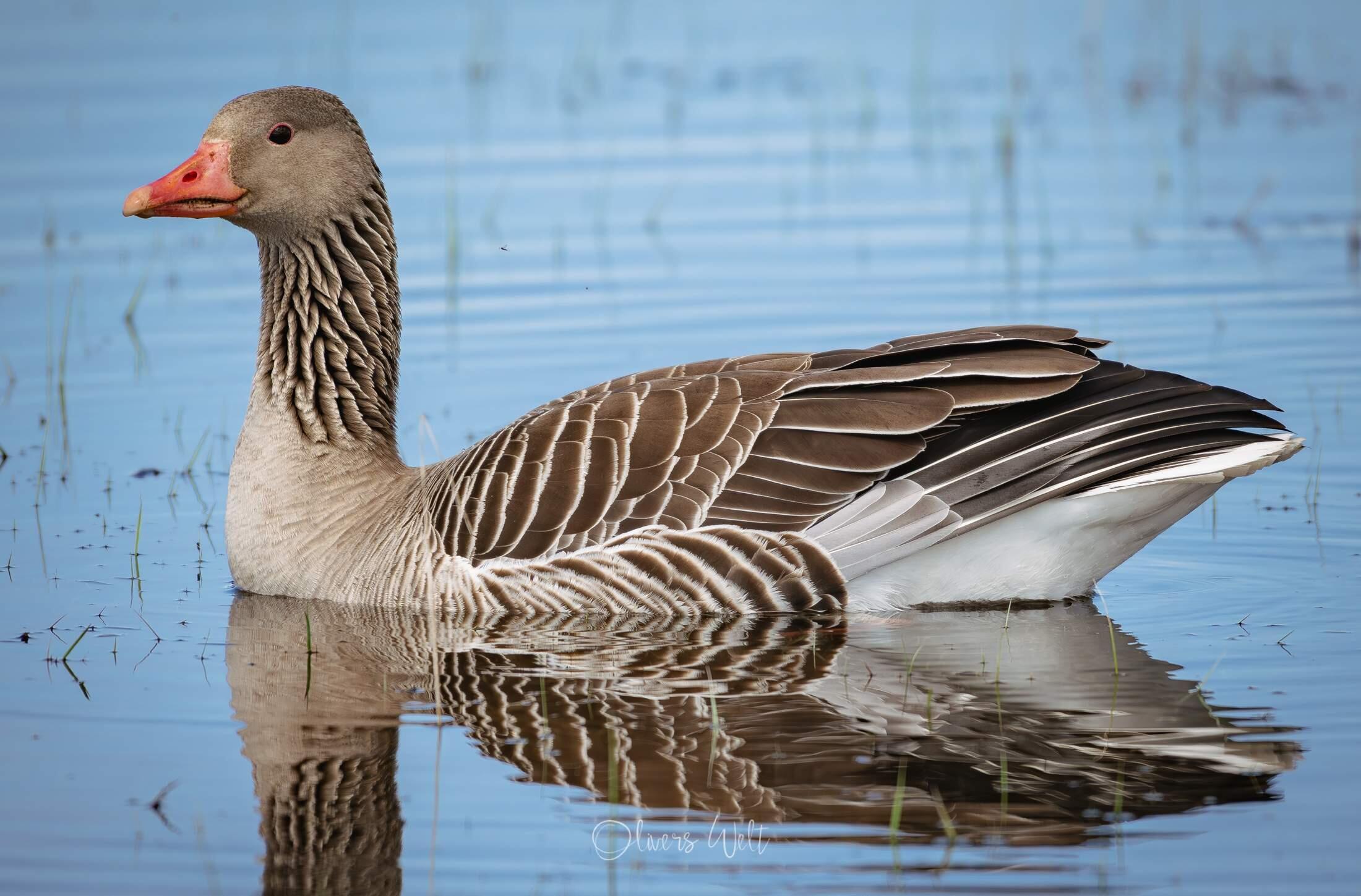 Bild ohne Beschreibung Bild ohne Beschreibung