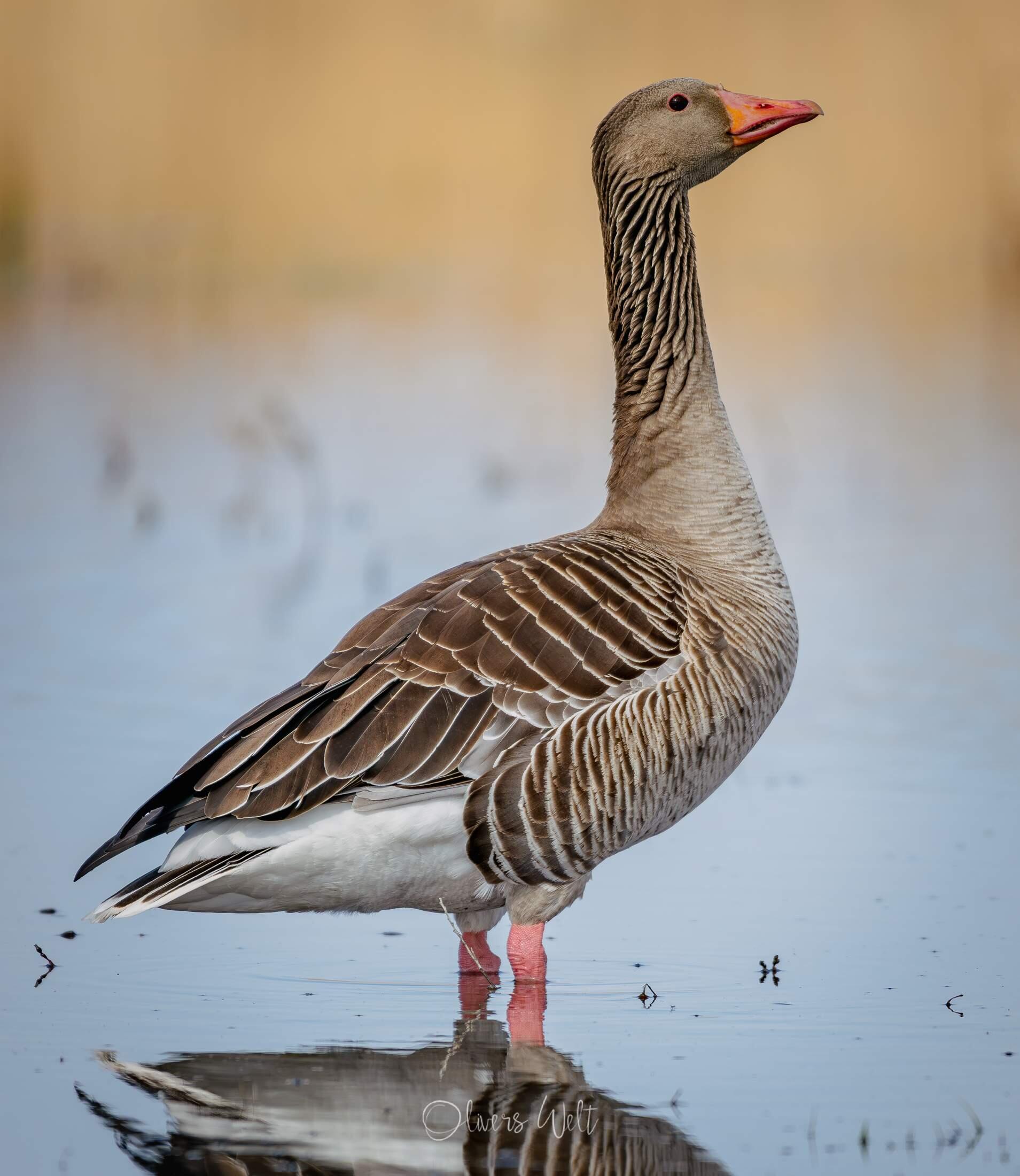 Bild ohne Beschreibung Bild ohne Beschreibung
