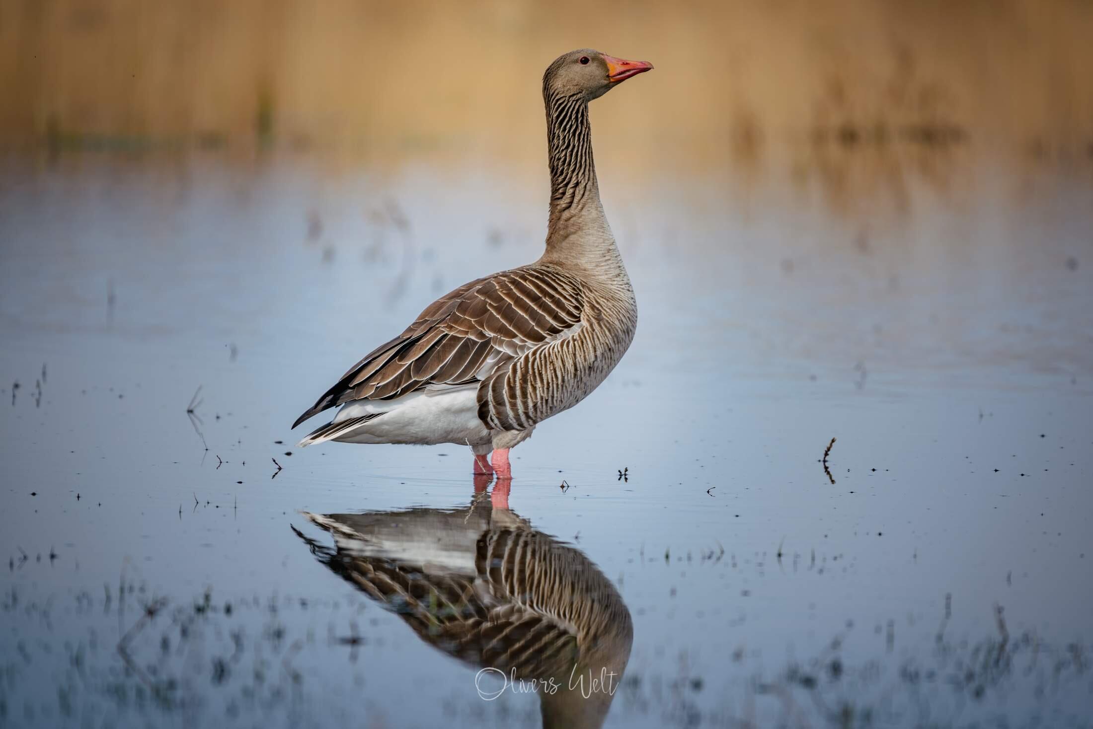 Bild ohne Beschreibung Bild ohne Beschreibung