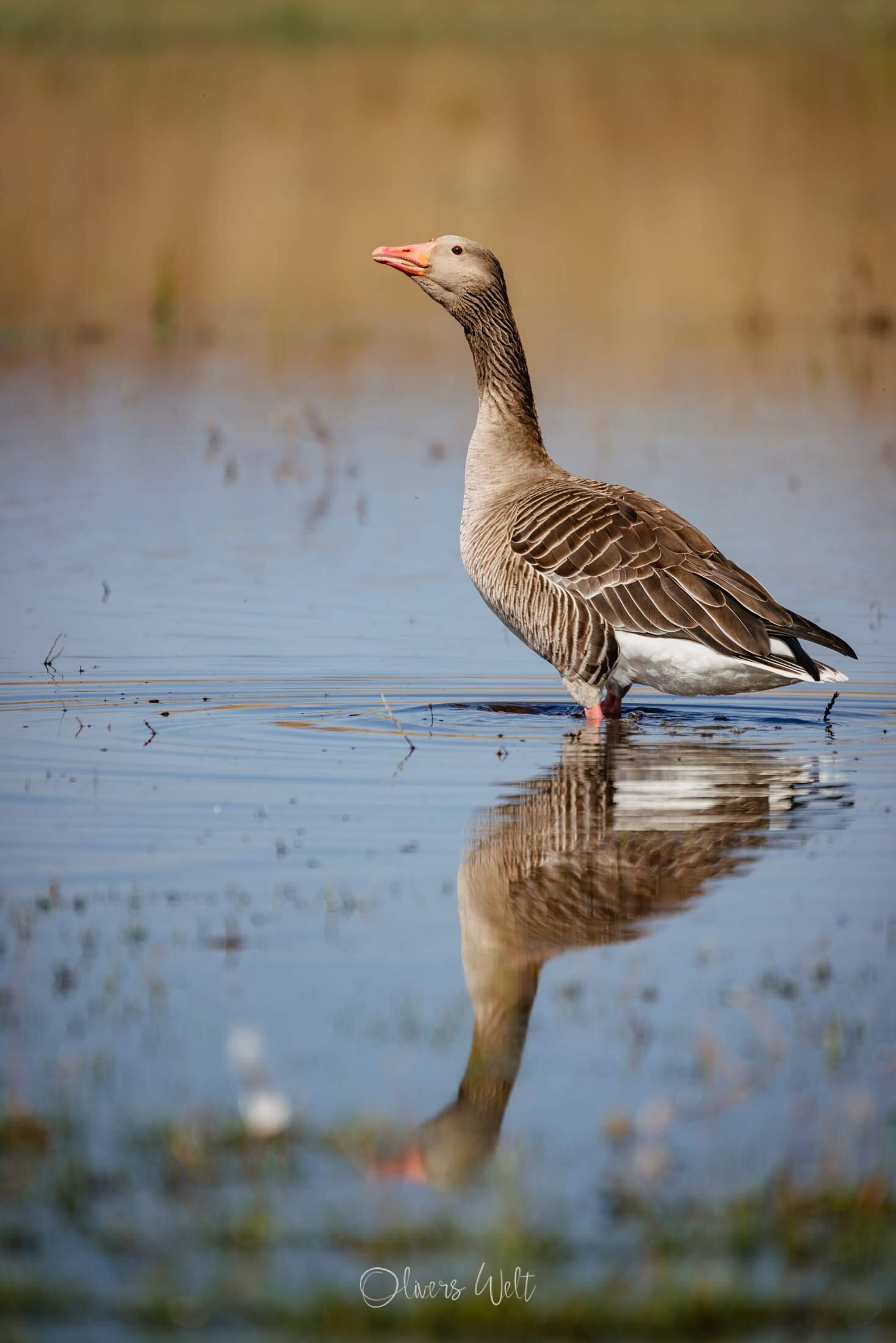 Bild ohne Beschreibung Bild ohne Beschreibung