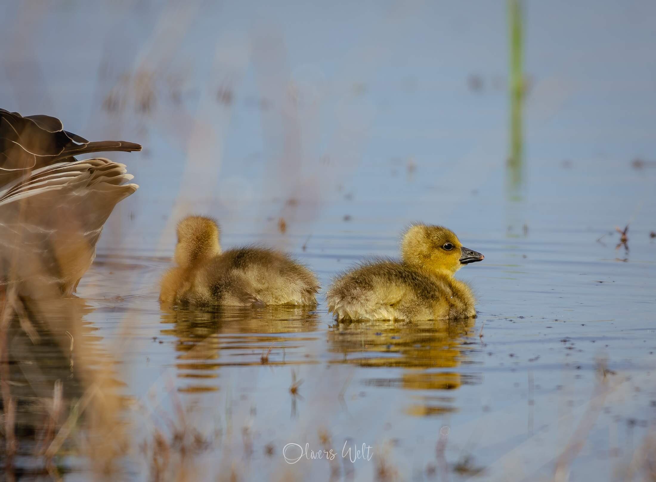Bild ohne Beschreibung Bild ohne Beschreibung