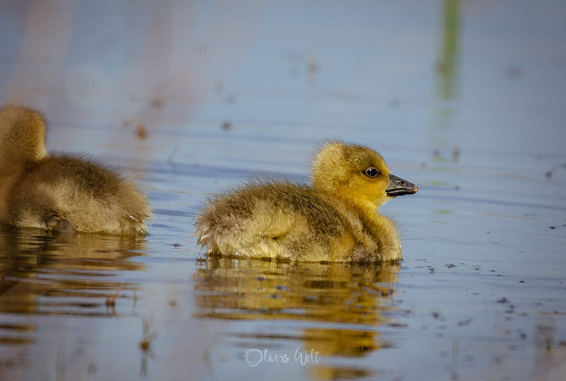 Bild ohne Beschreibung Bild ohne Beschreibung