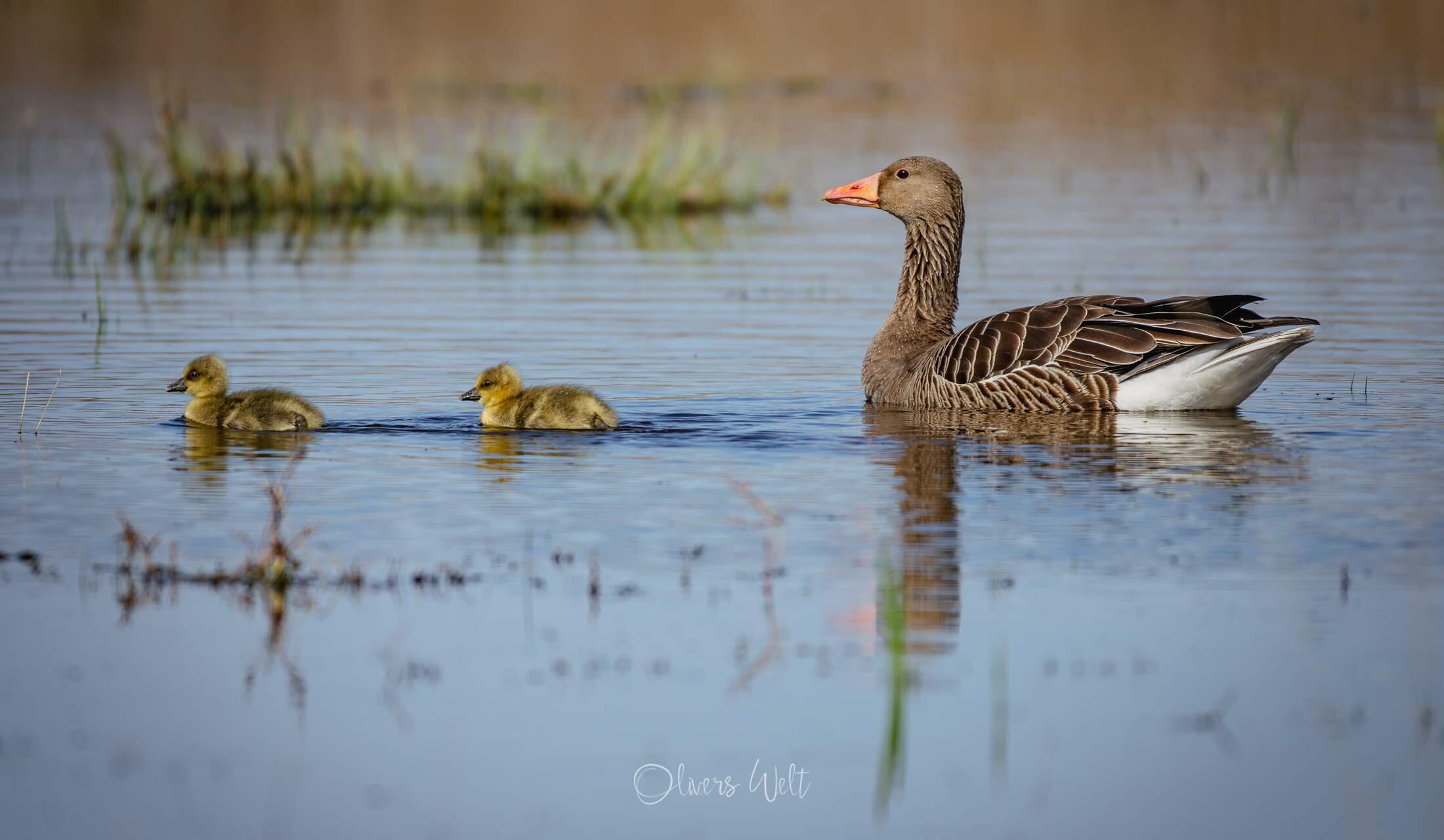 Bild ohne Beschreibung Bild ohne Beschreibung