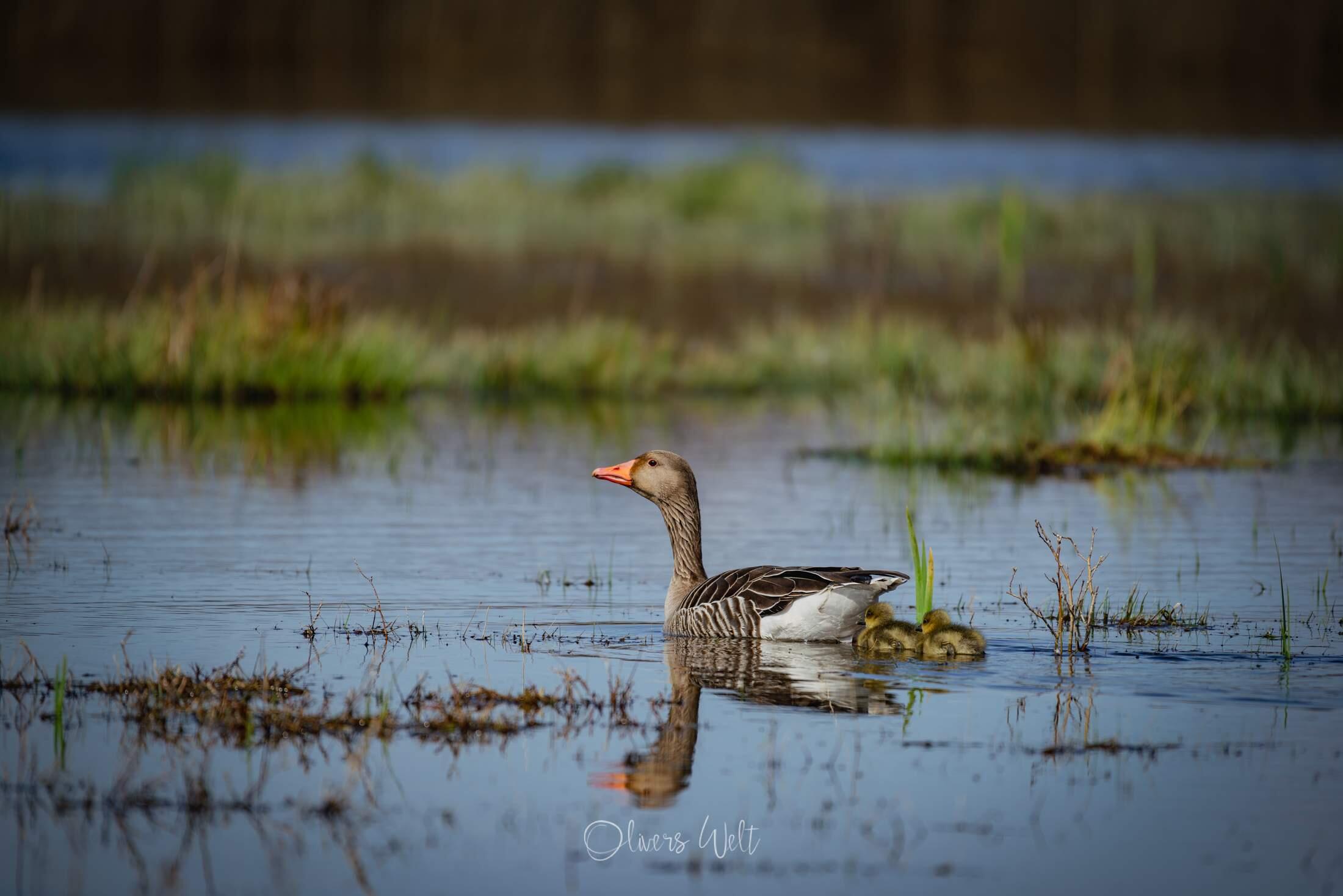 Bild ohne Beschreibung Bild ohne Beschreibung