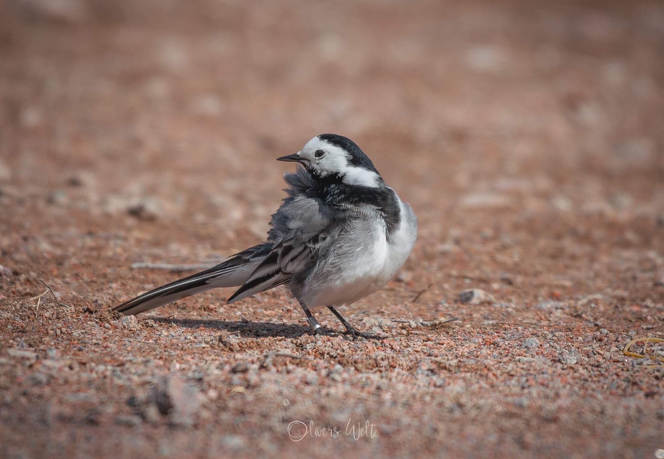 Bild ohne Beschreibung Bild ohne Beschreibung