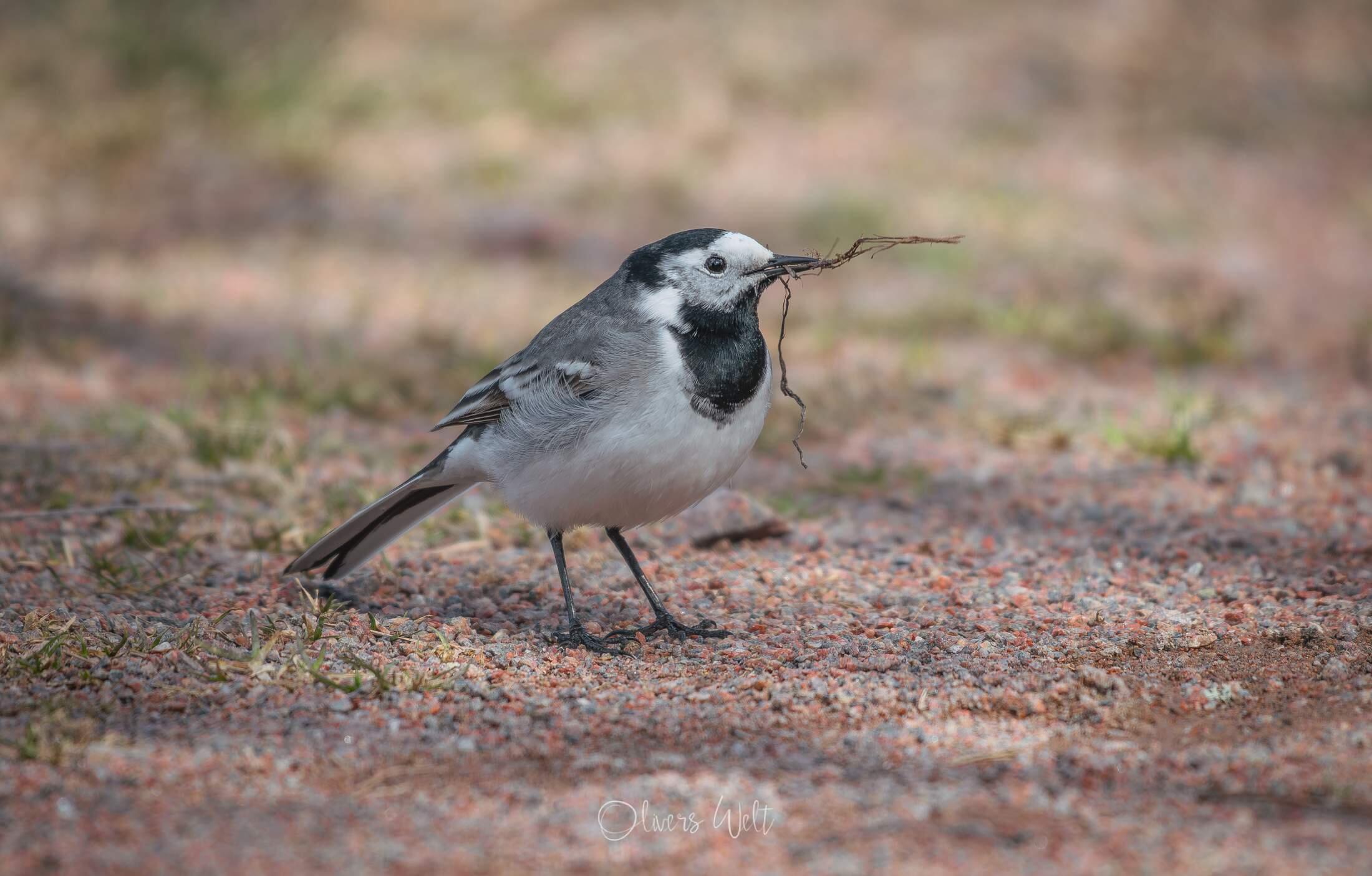 Bild ohne Beschreibung Bild ohne Beschreibung