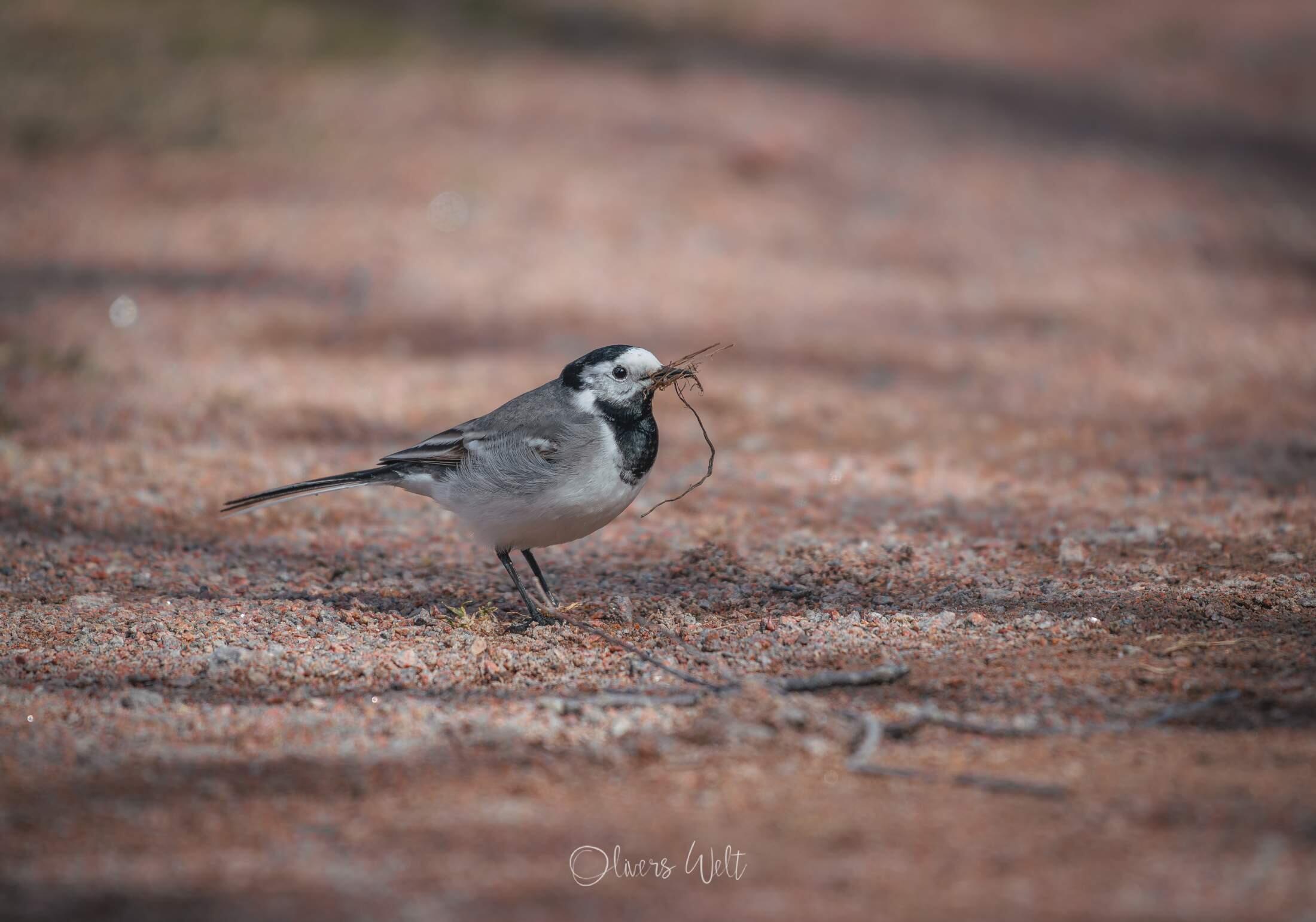 Bild ohne Beschreibung Bild ohne Beschreibung
