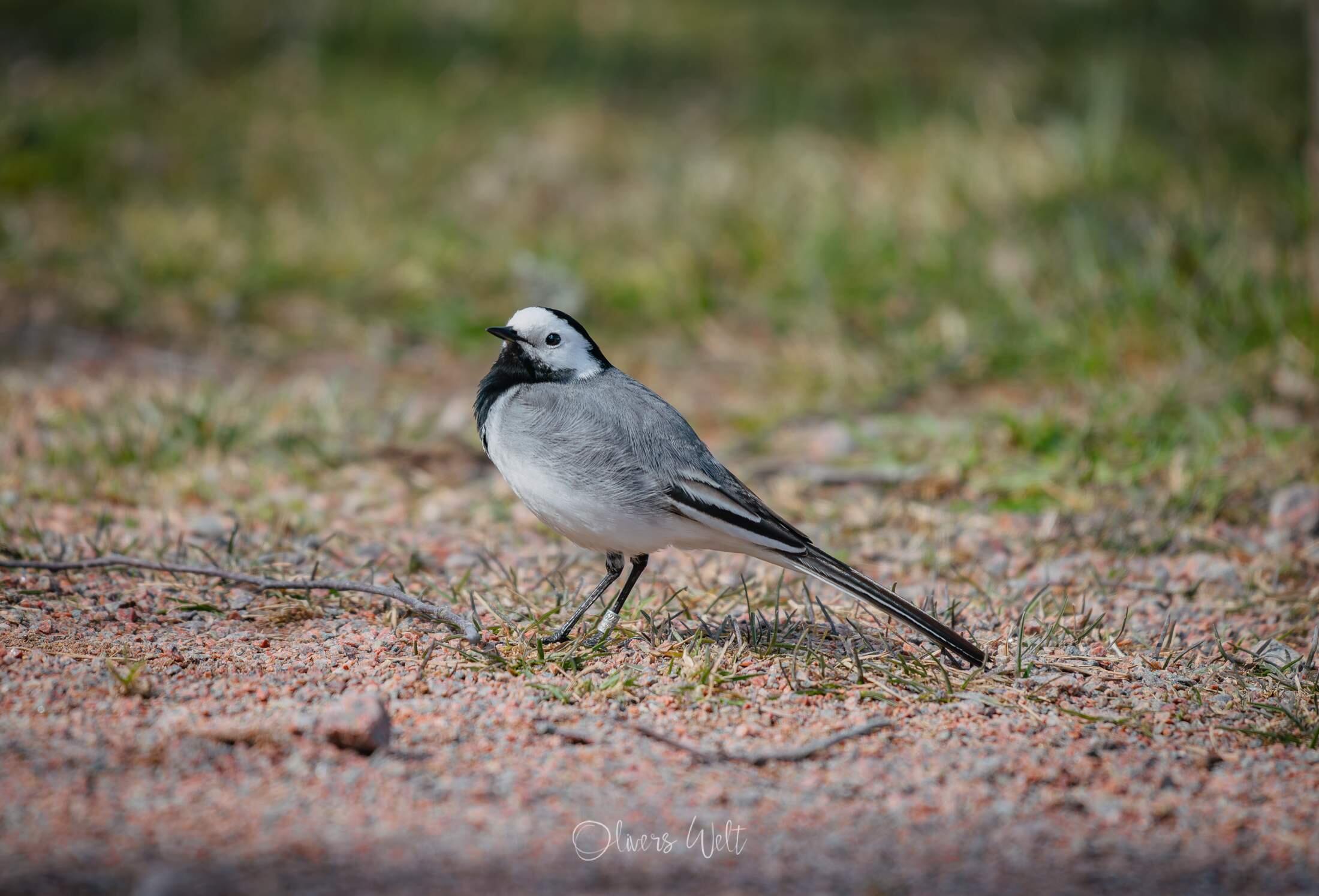 Bild ohne Beschreibung Bild ohne Beschreibung