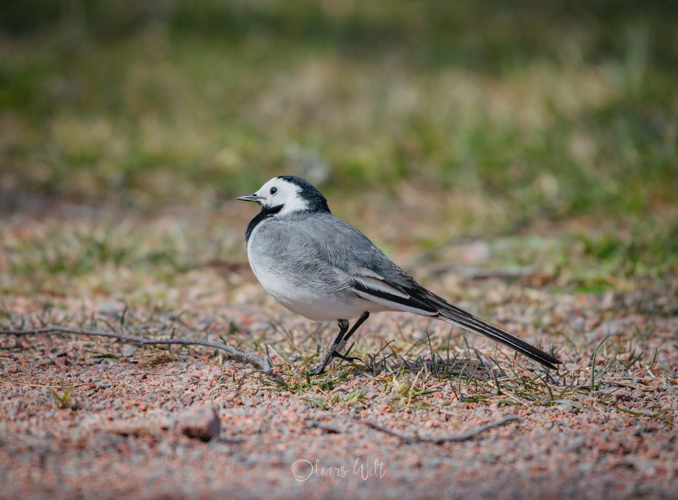 Bild ohne Beschreibung Bild ohne Beschreibung