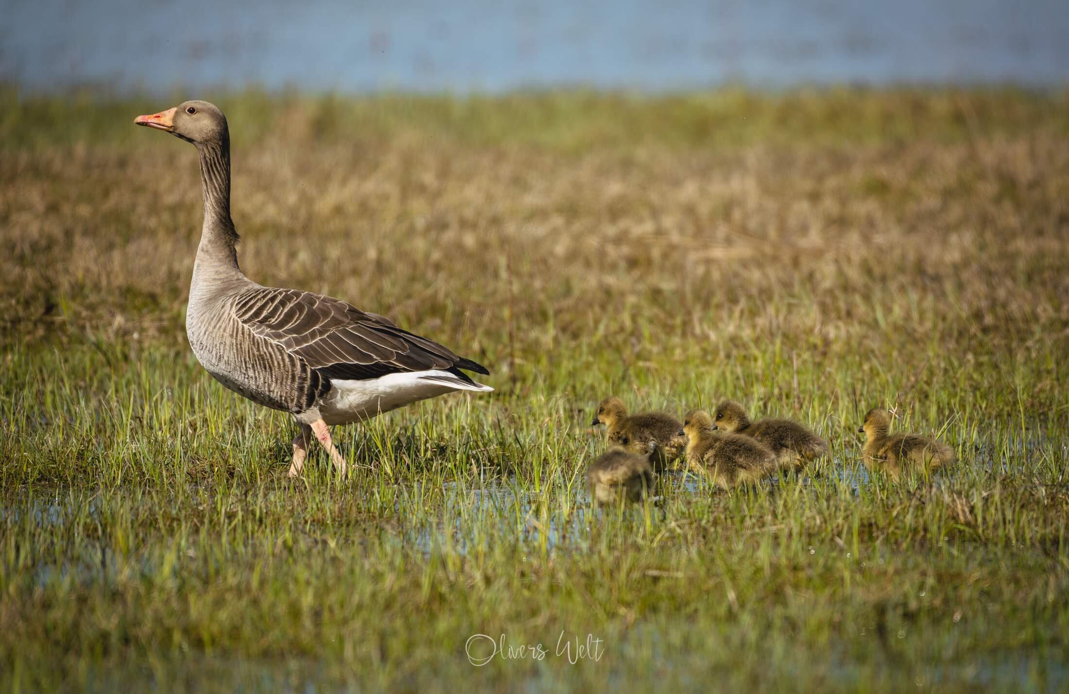 Bild ohne Beschreibung Bild ohne Beschreibung