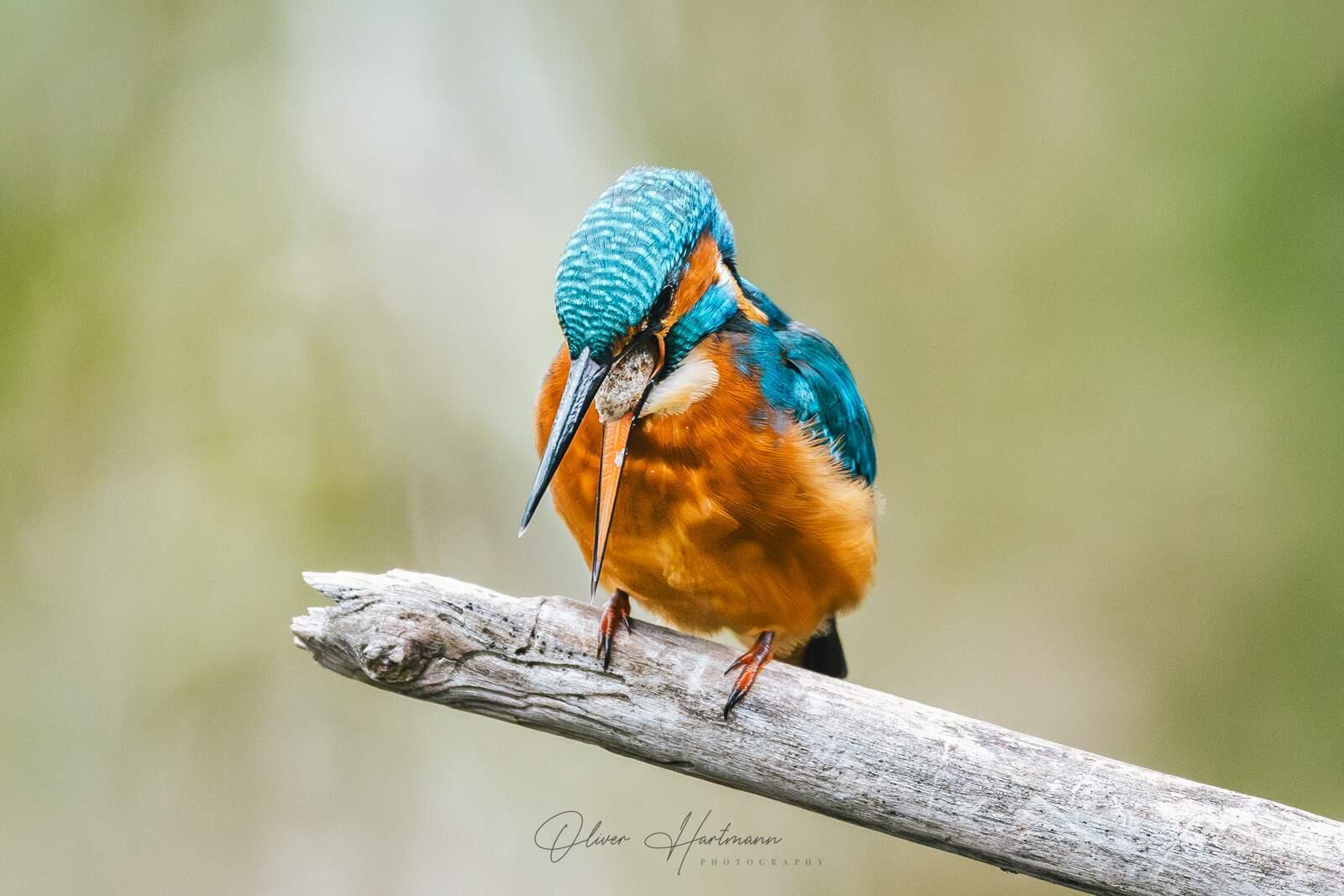 Bild ohne Beschreibung Bild ohne Beschreibung