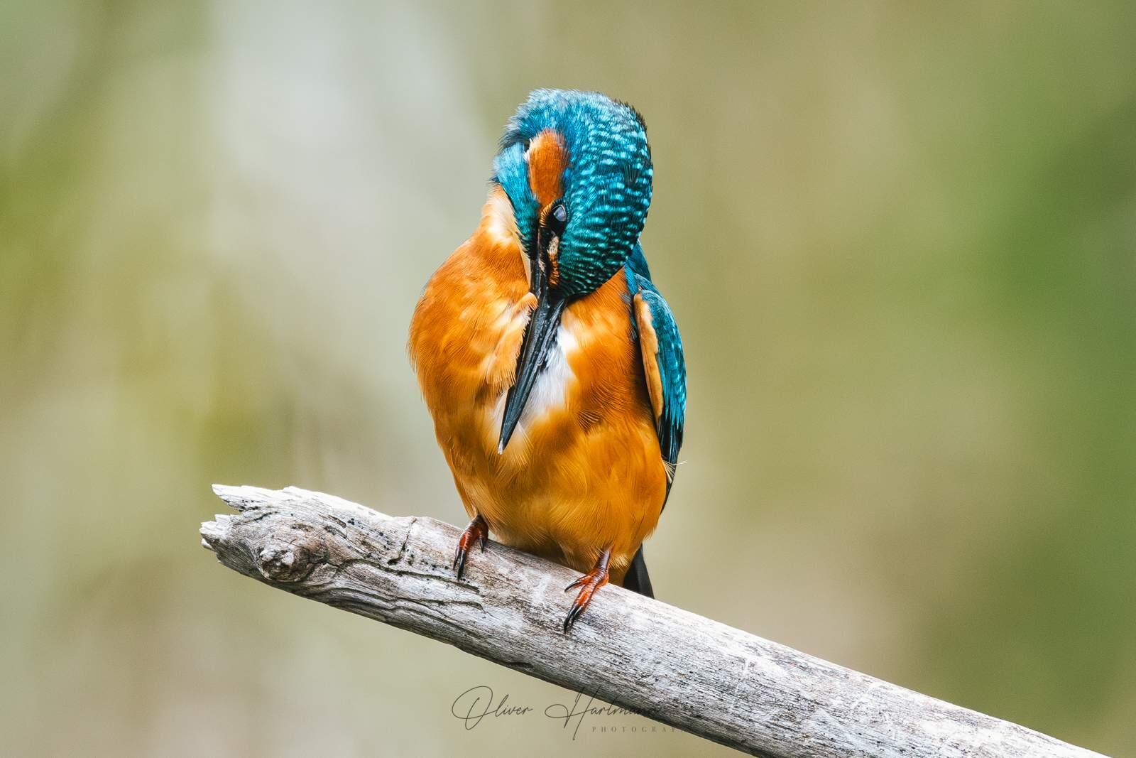 Bild ohne Beschreibung Bild ohne Beschreibung