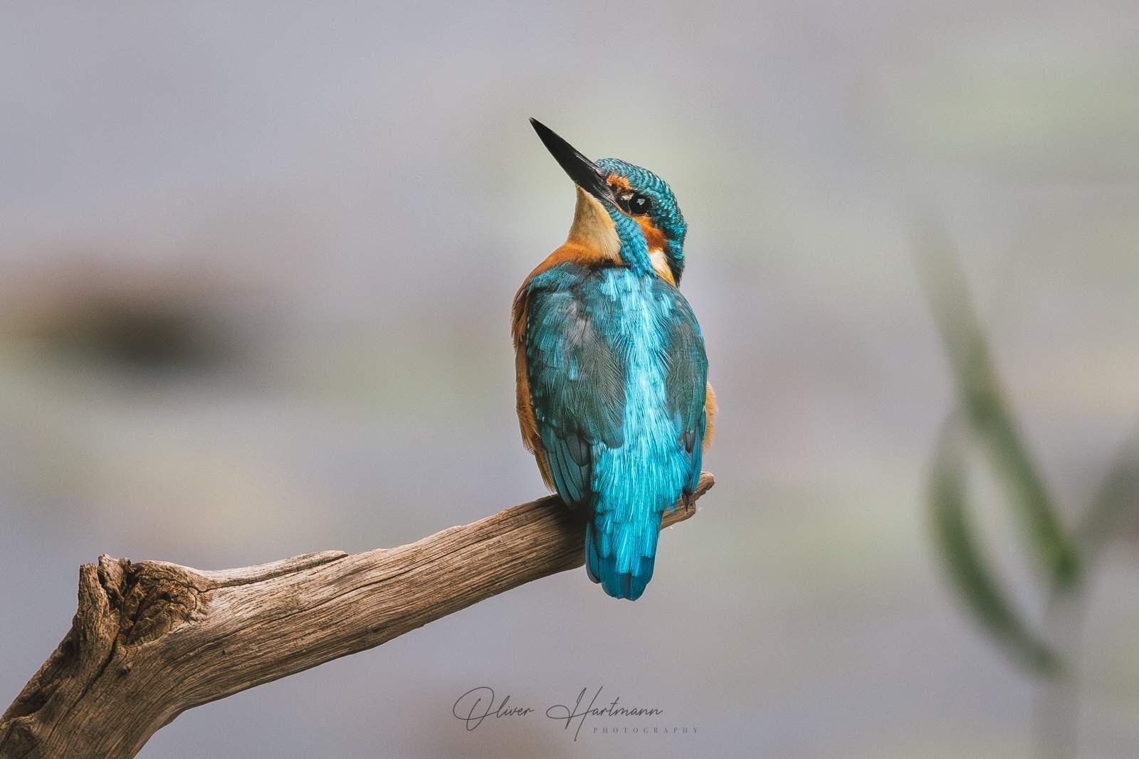 Bild ohne Beschreibung Bild ohne Beschreibung