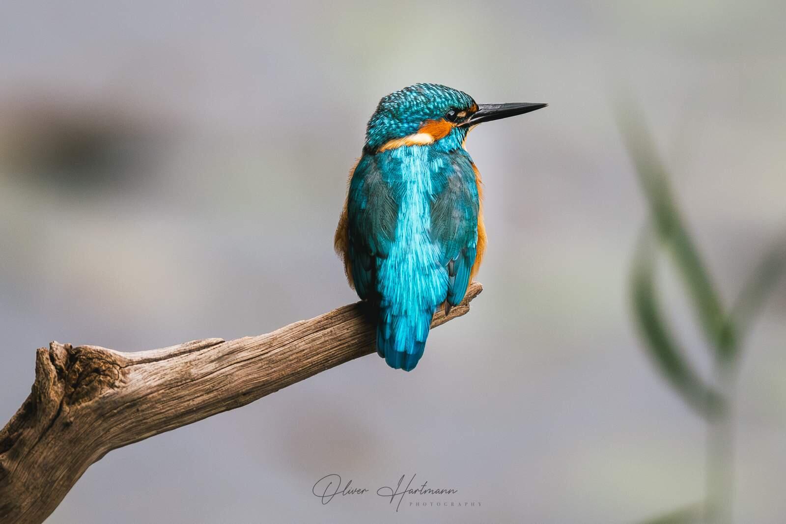 Bild ohne Beschreibung Bild ohne Beschreibung