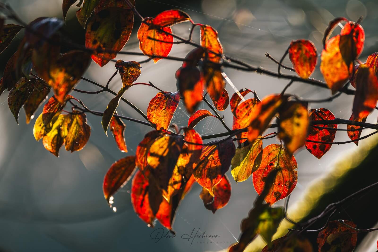 Bild ohne Beschreibung Bild ohne Beschreibung