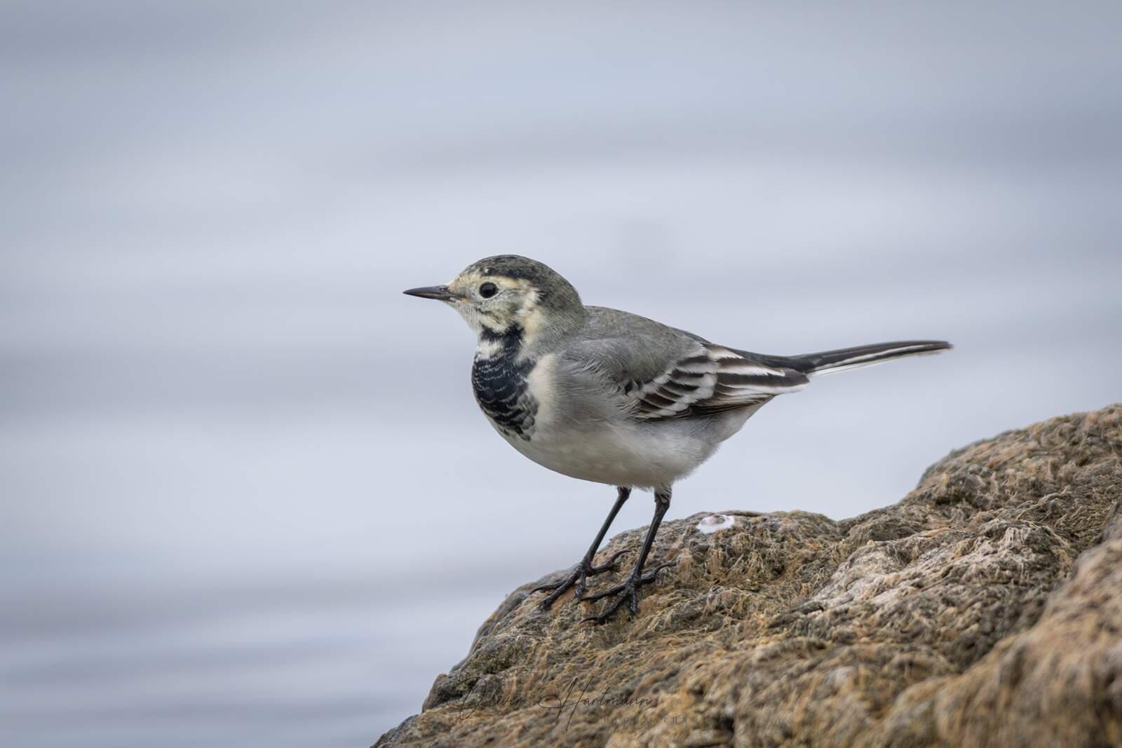 Bild ohne Beschreibung Bild ohne Beschreibung