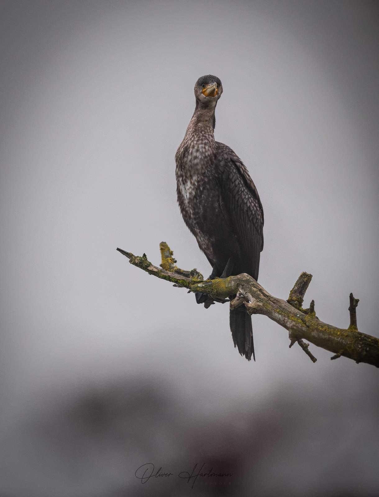 Bild ohne Beschreibung Bild ohne Beschreibung
