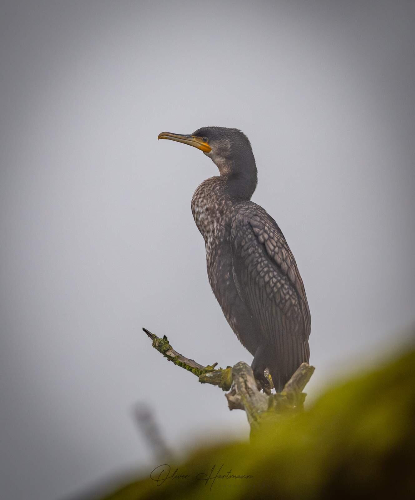 Bild ohne Beschreibung Bild ohne Beschreibung