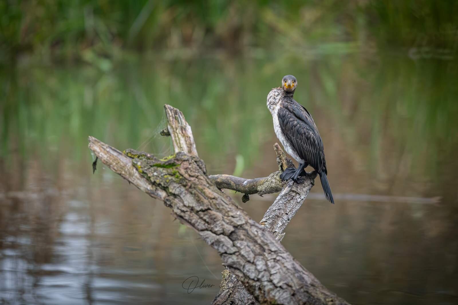 Bild ohne Beschreibung Bild ohne Beschreibung