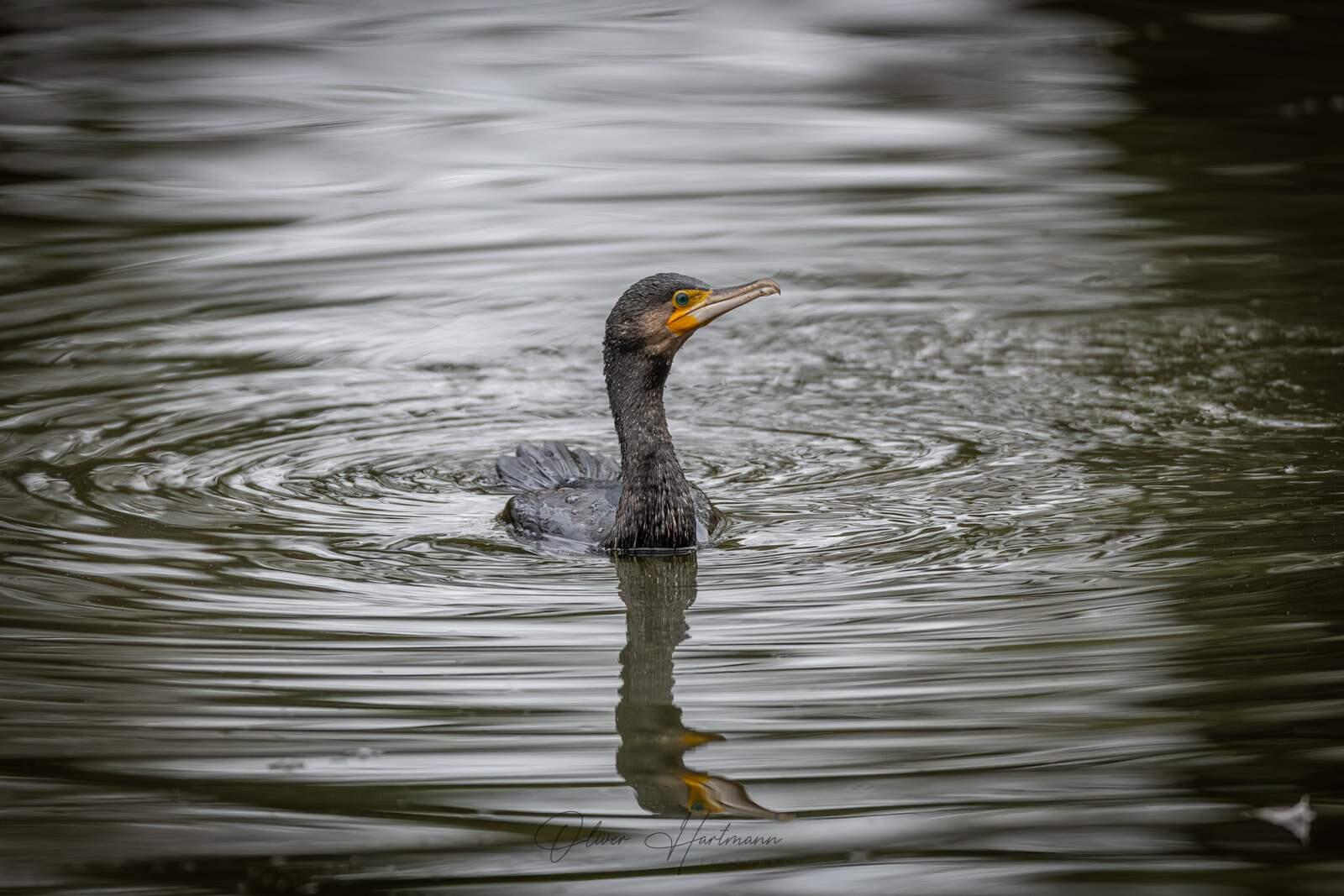 Bild ohne Beschreibung Bild ohne Beschreibung