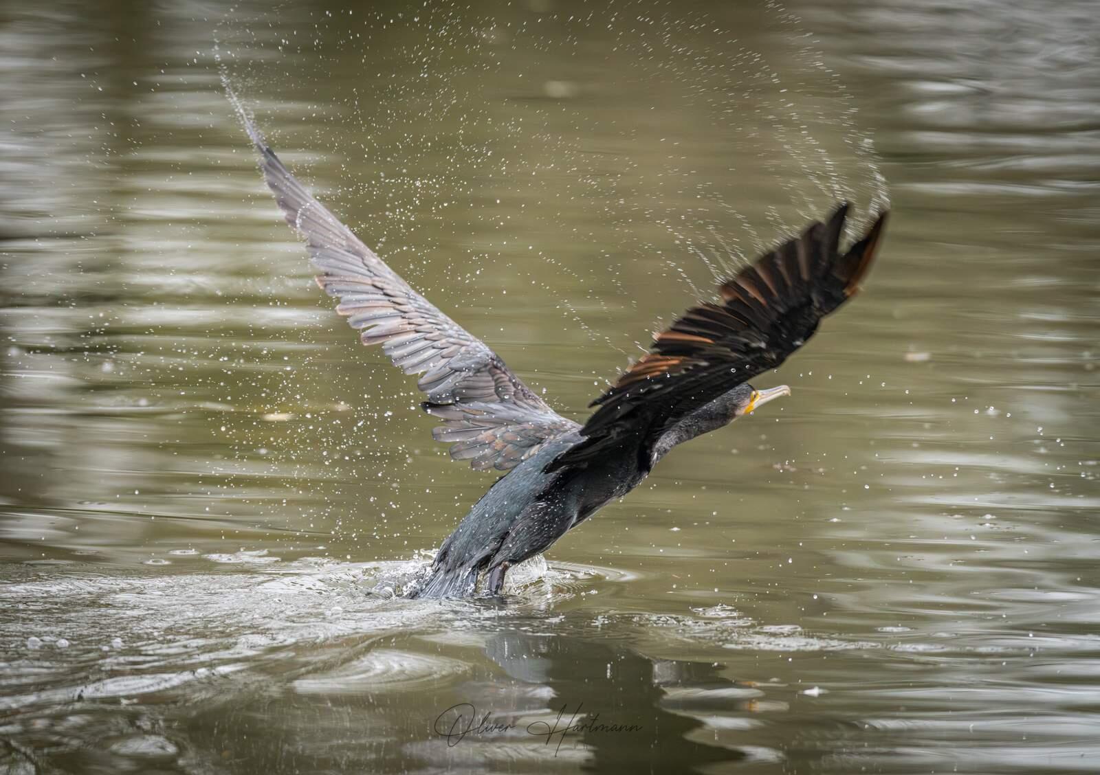 Bild ohne Beschreibung Bild ohne Beschreibung
