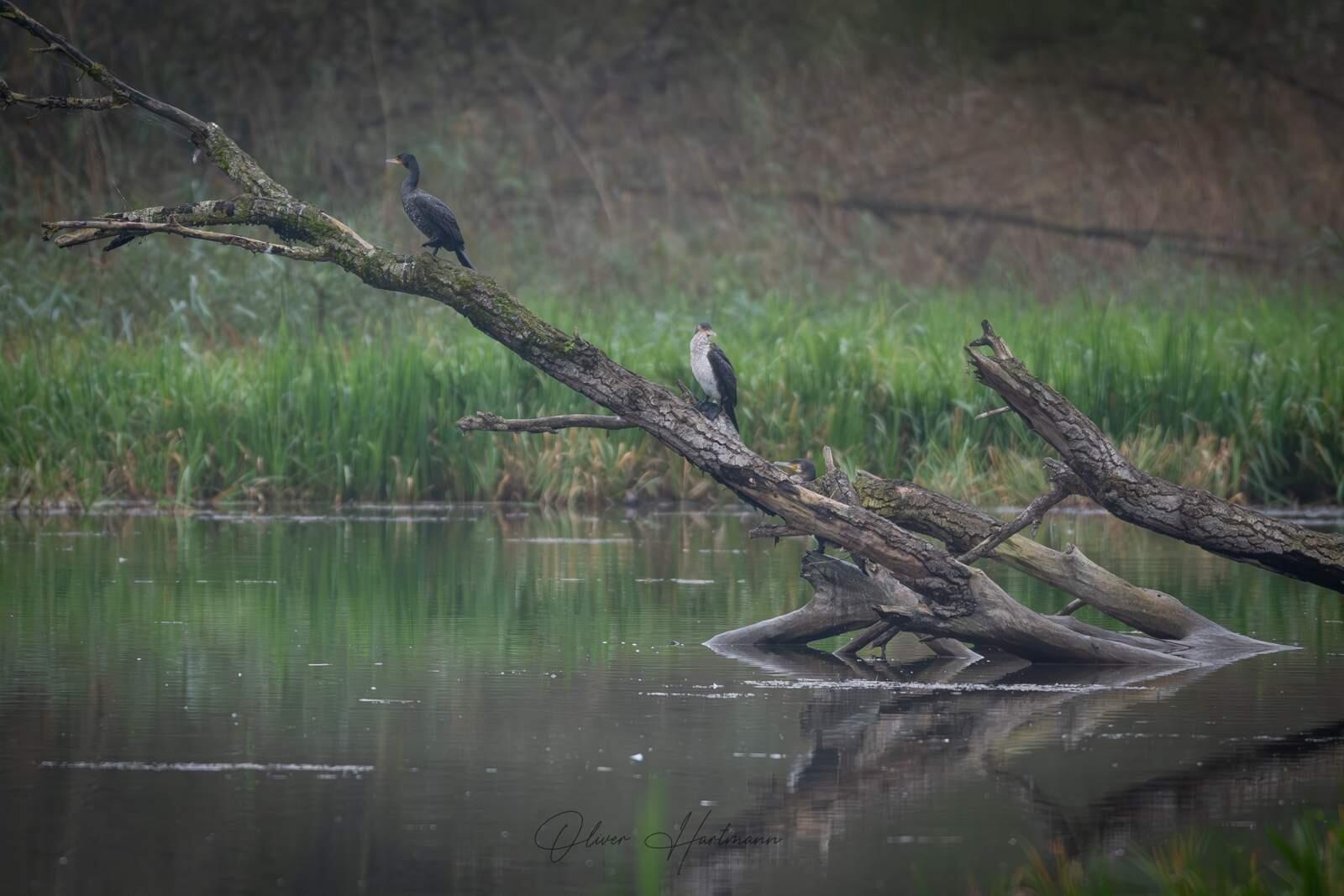 Bild ohne Beschreibung Bild ohne Beschreibung