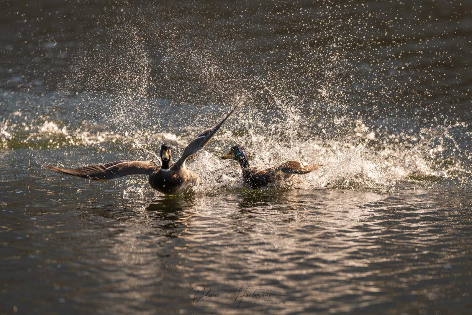 Bild ohne Beschreibung Bild ohne Beschreibung