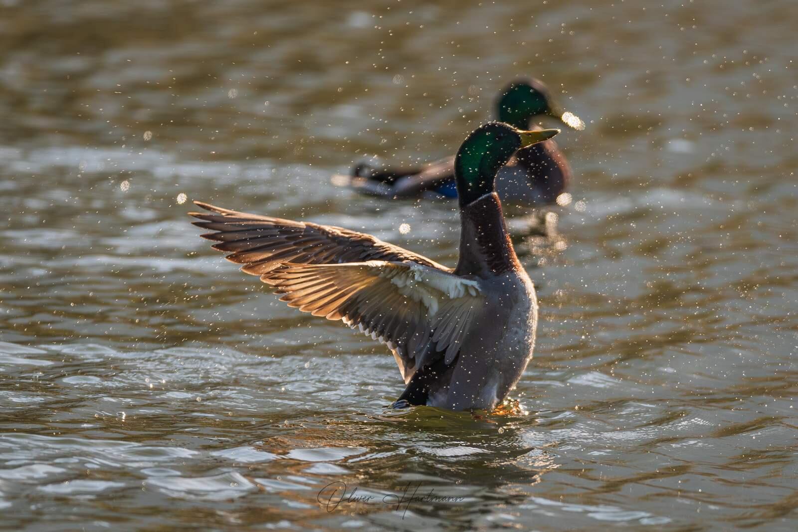 Bild ohne Beschreibung Bild ohne Beschreibung
