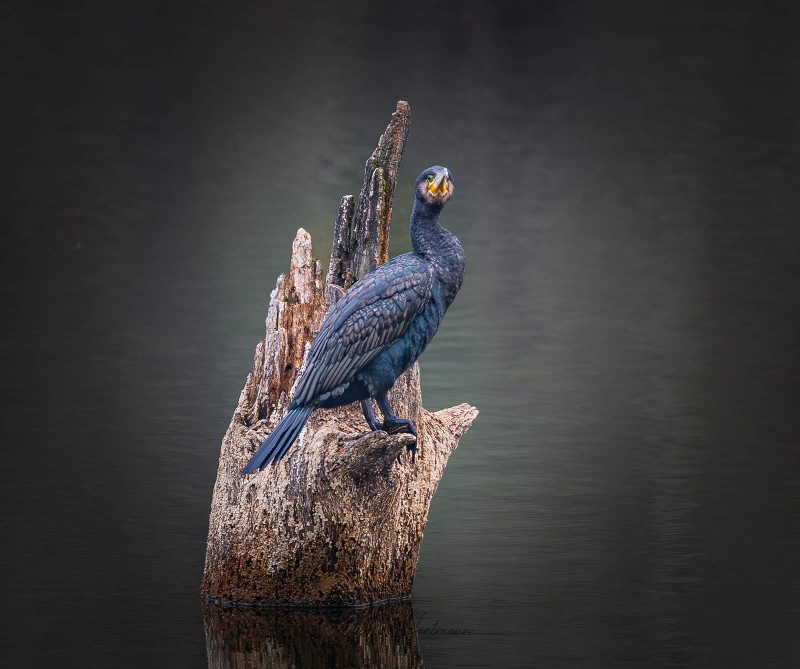 Bild ohne Beschreibung Bild ohne Beschreibung