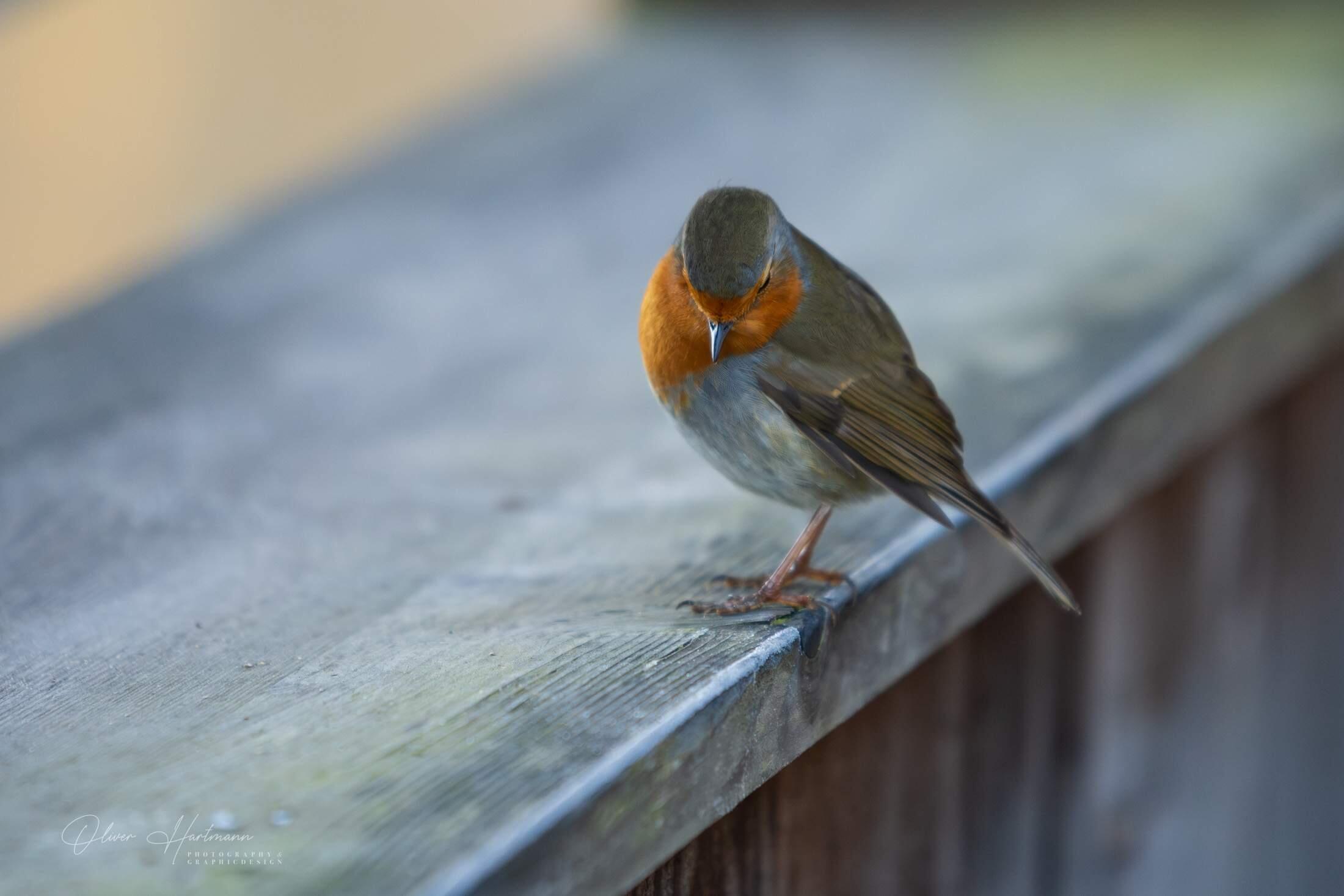 Bild ohne Beschreibung Bild ohne Beschreibung