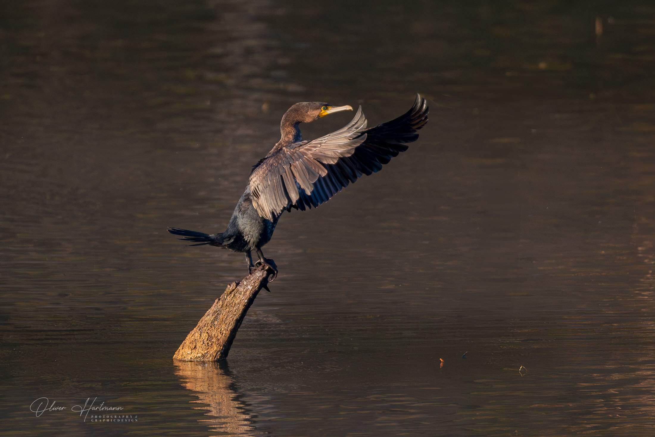 Bild ohne Beschreibung Bild ohne Beschreibung
