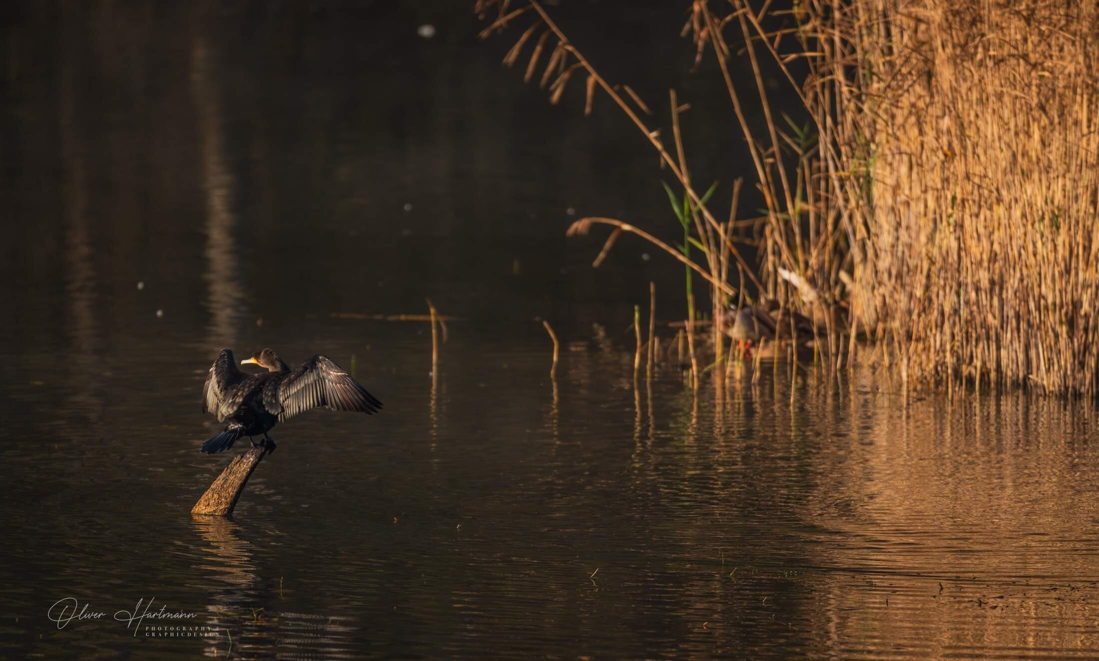 Bild ohne Beschreibung Bild ohne Beschreibung