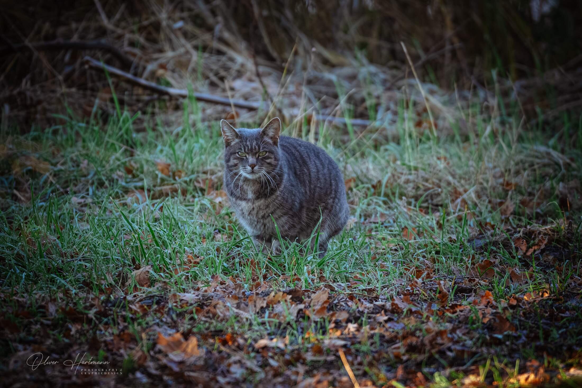 Bild ohne Beschreibung Bild ohne Beschreibung