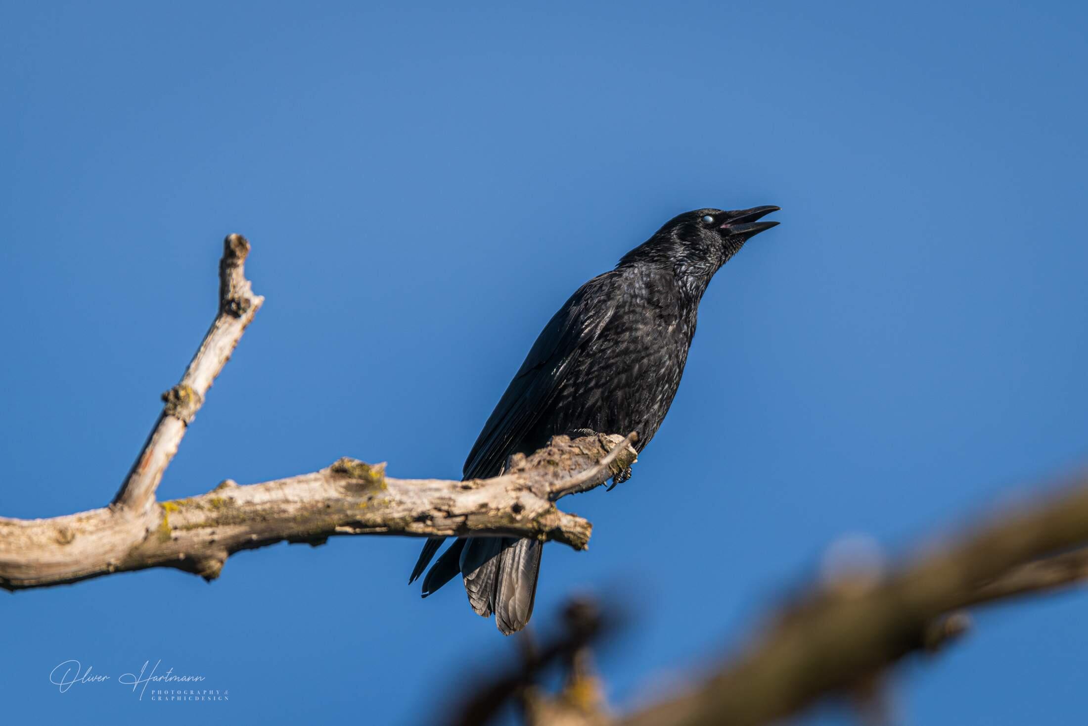 Bild ohne Beschreibung Bild ohne Beschreibung