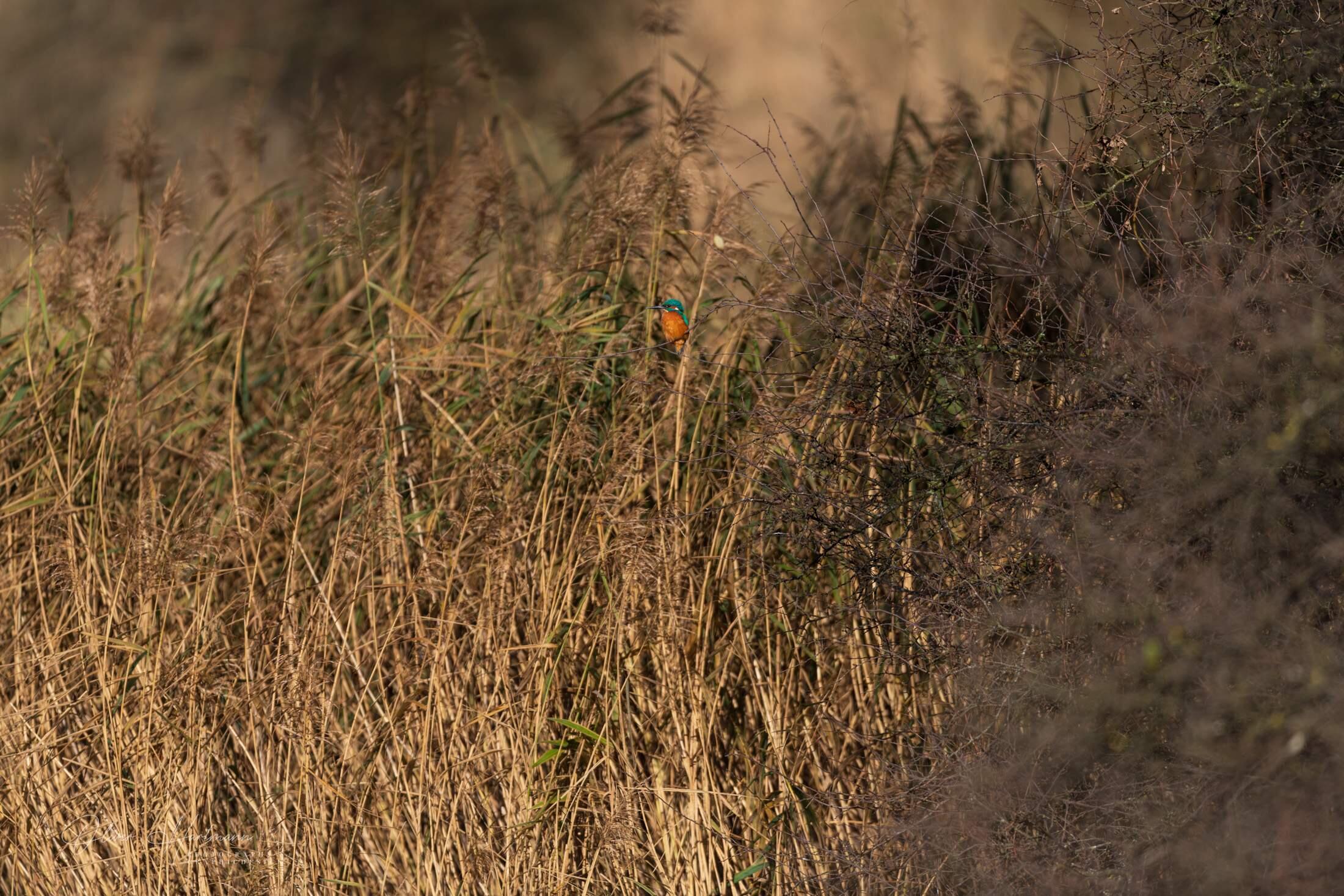Bild ohne Beschreibung Bild ohne Beschreibung