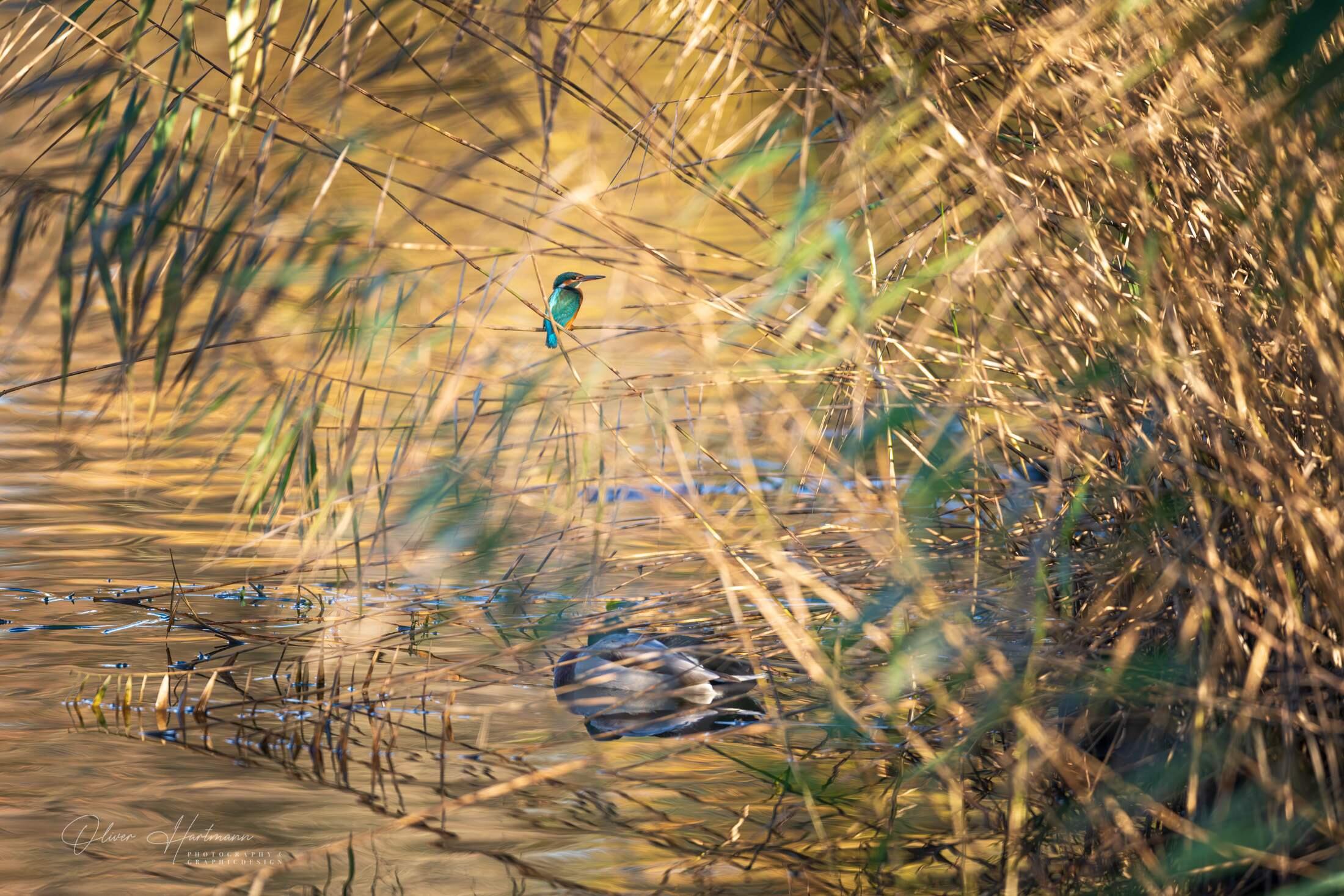 Bild ohne Beschreibung Bild ohne Beschreibung