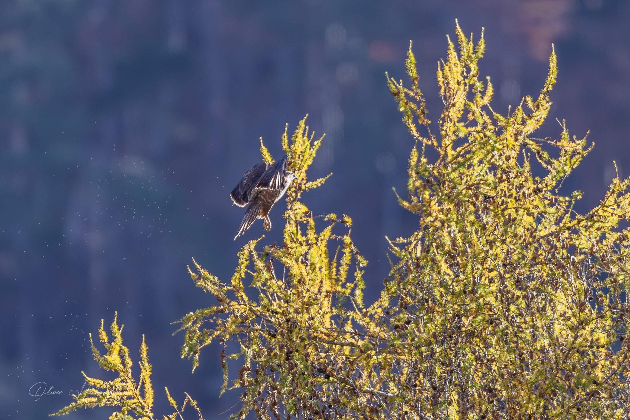 Bild ohne Beschreibung Bild ohne Beschreibung