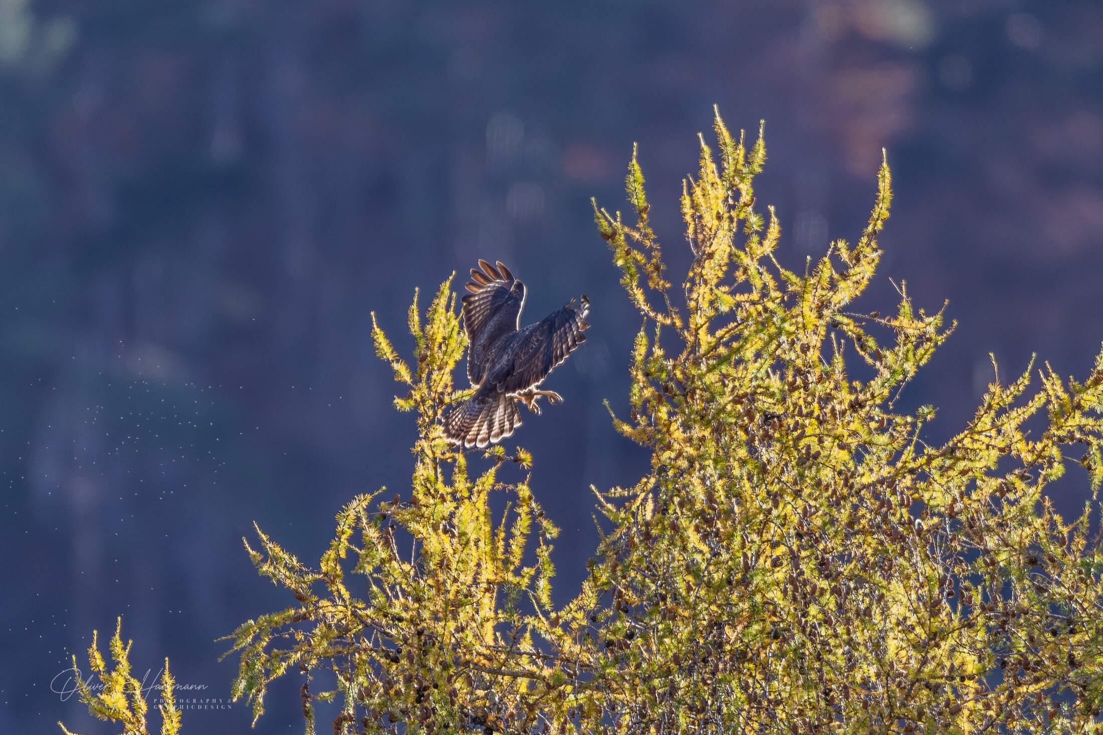Bild ohne Beschreibung Bild ohne Beschreibung