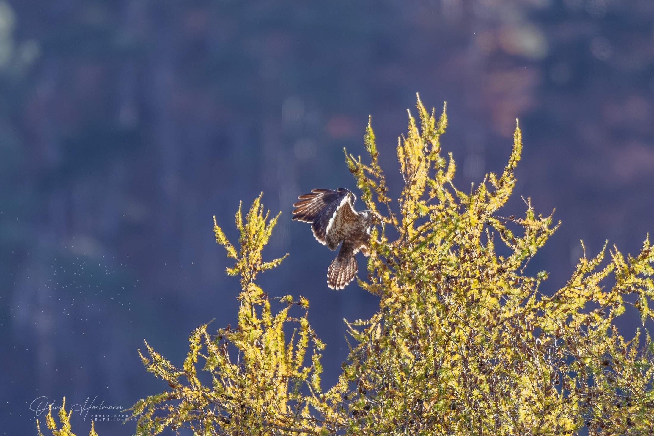 Bild ohne Beschreibung Bild ohne Beschreibung