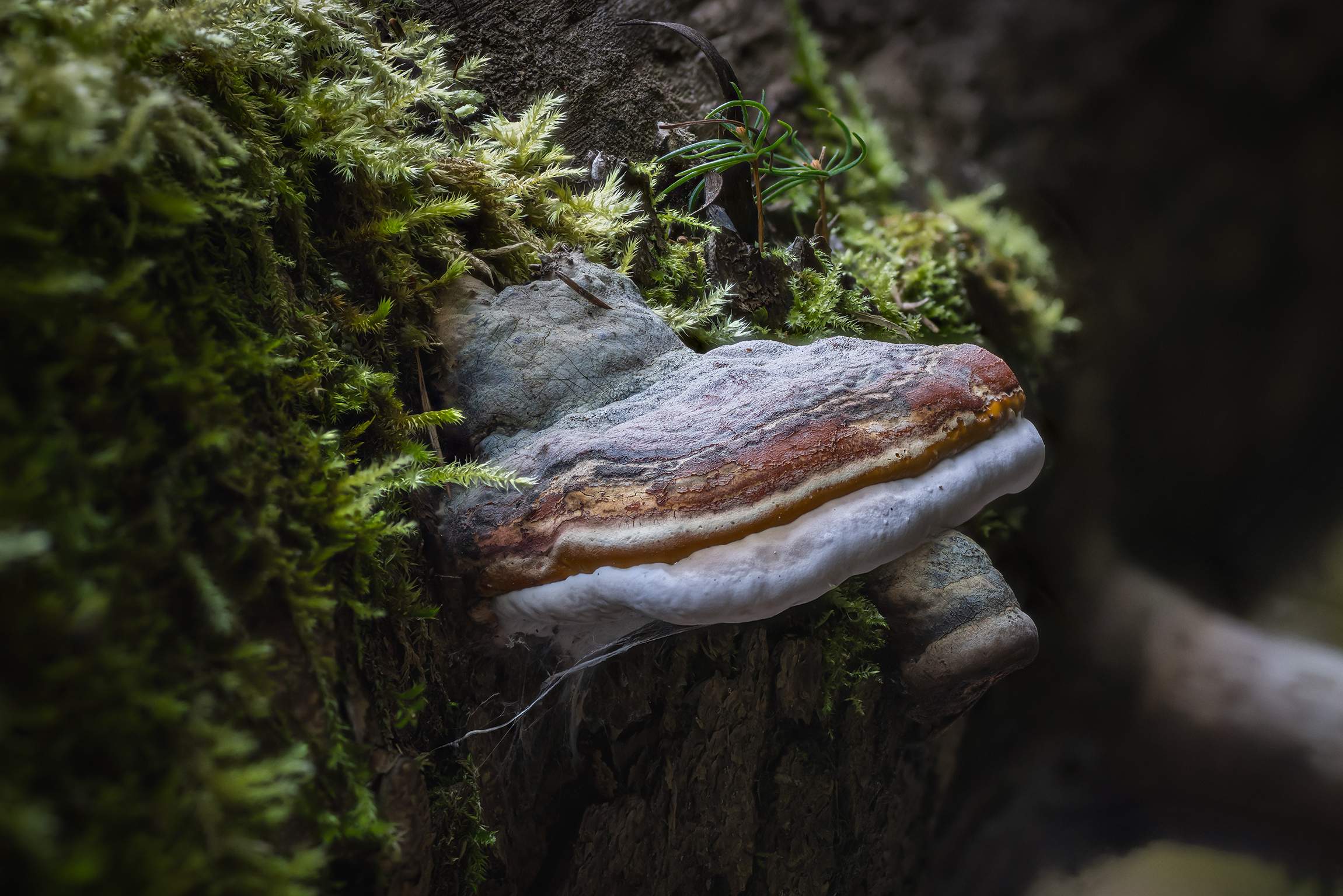 2025 09 16 19.27.25 zs pmax 2025 09 16 19.27.25 zs pmax