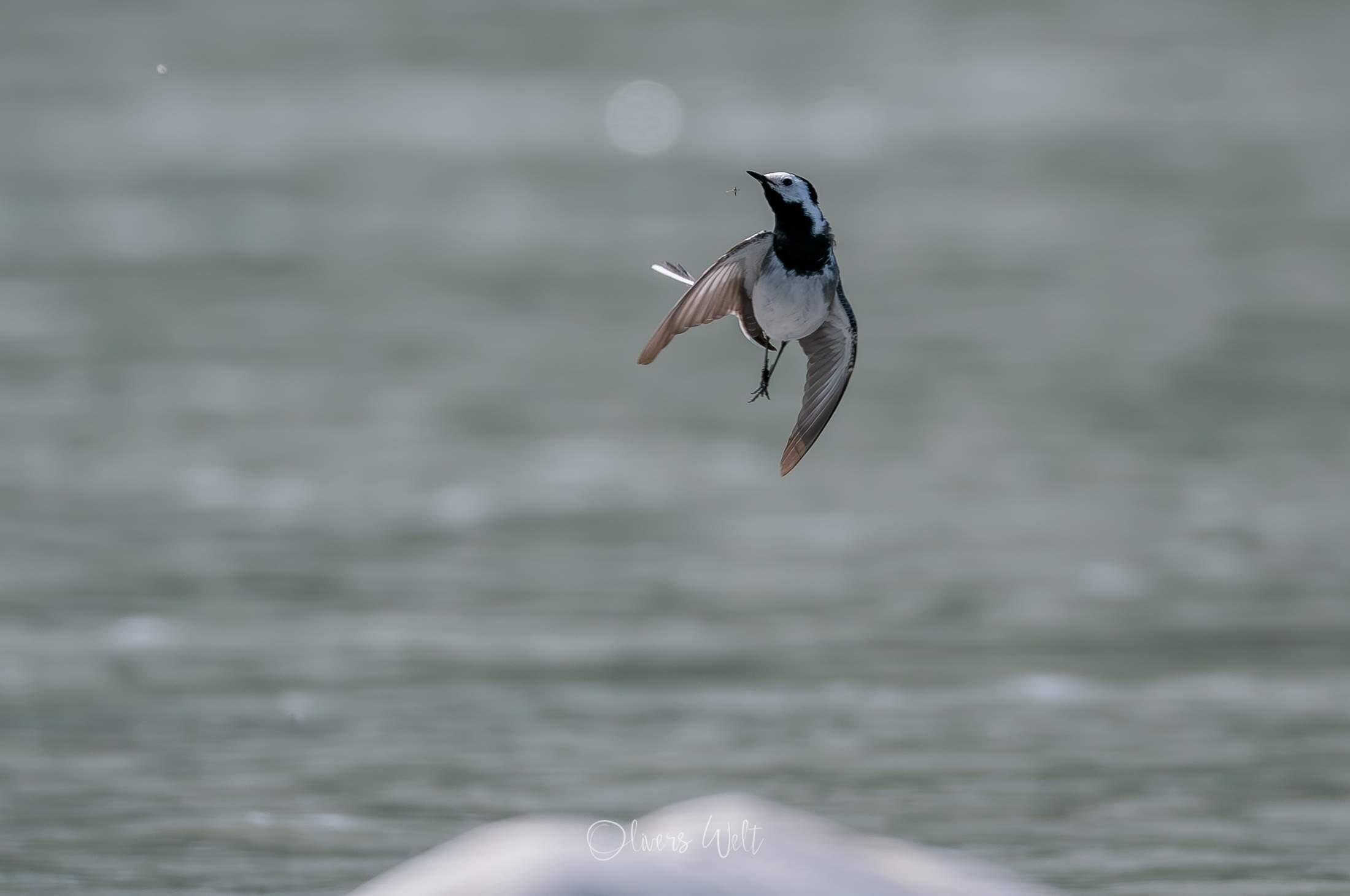 Bild ohne Beschreibung