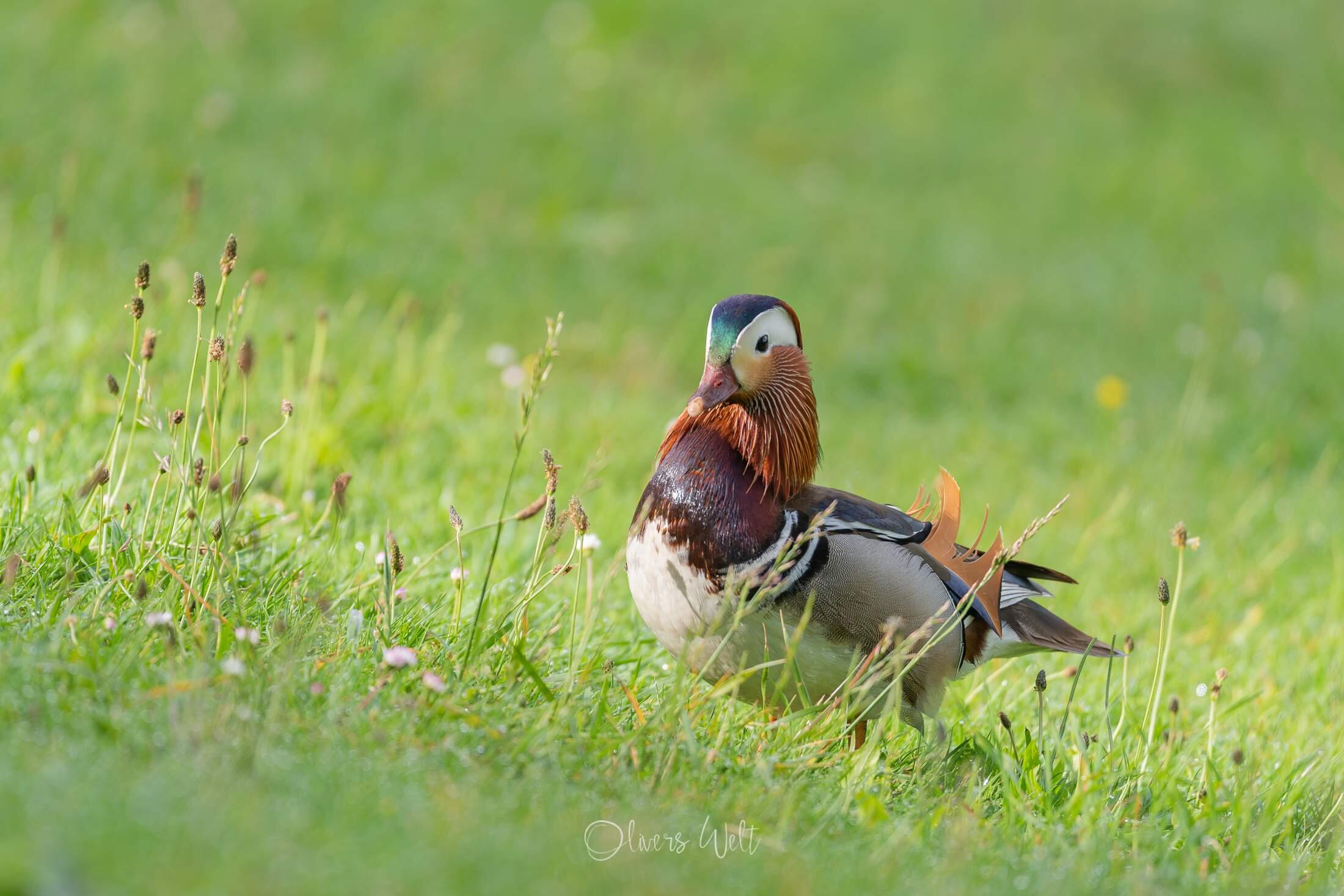 Bild ohne Beschreibung