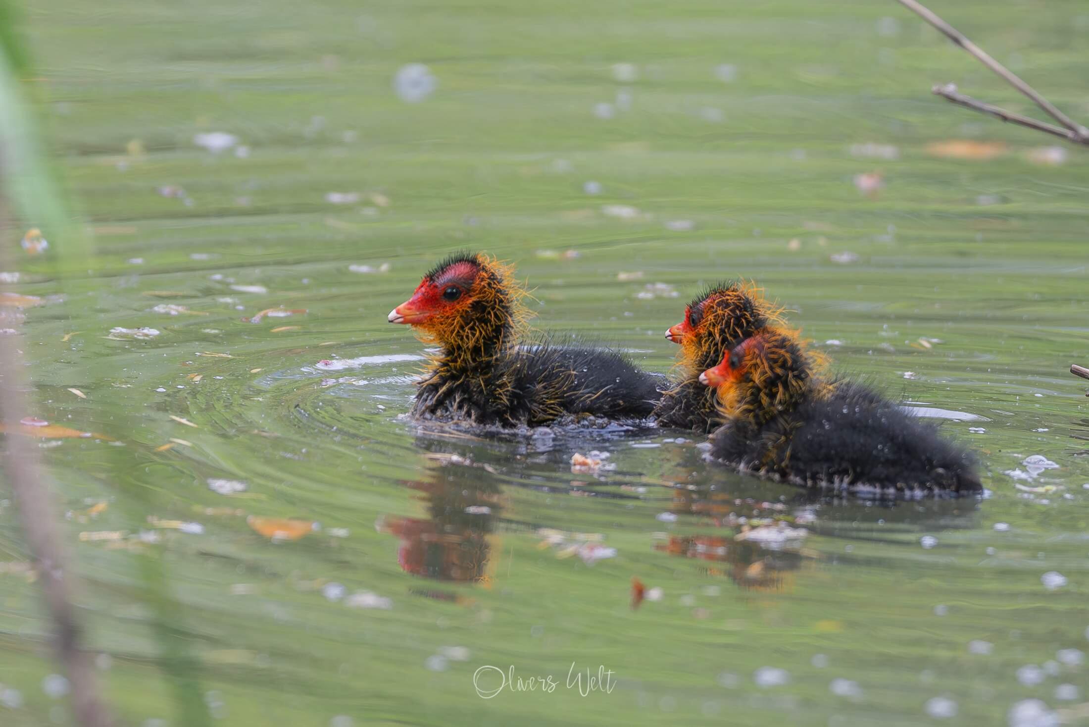Bild ohne Beschreibung