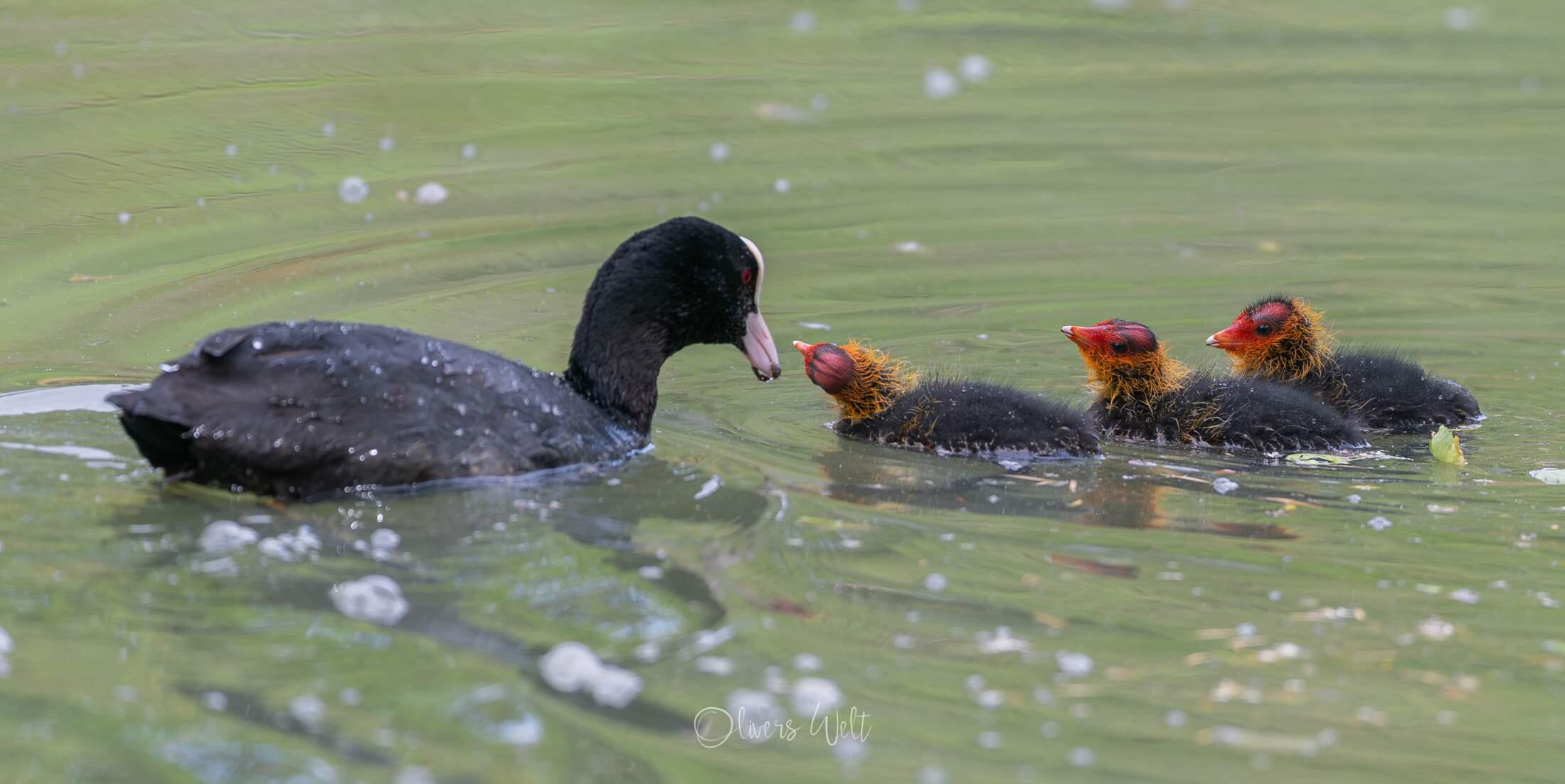 Bild ohne Beschreibung