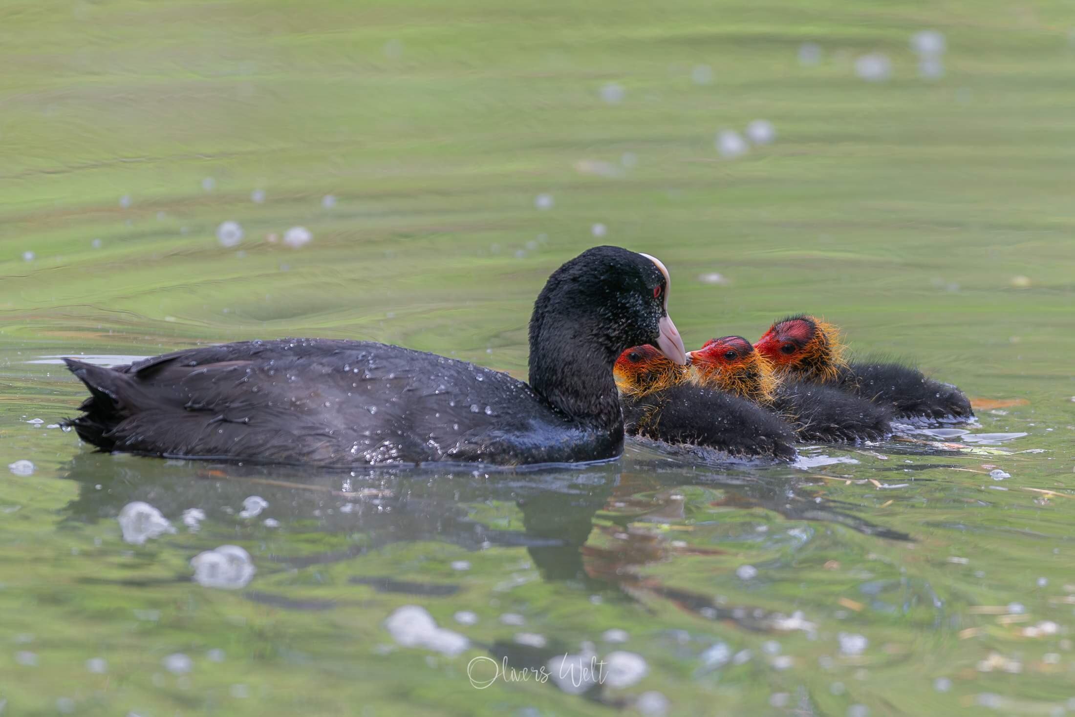 Bild ohne Beschreibung