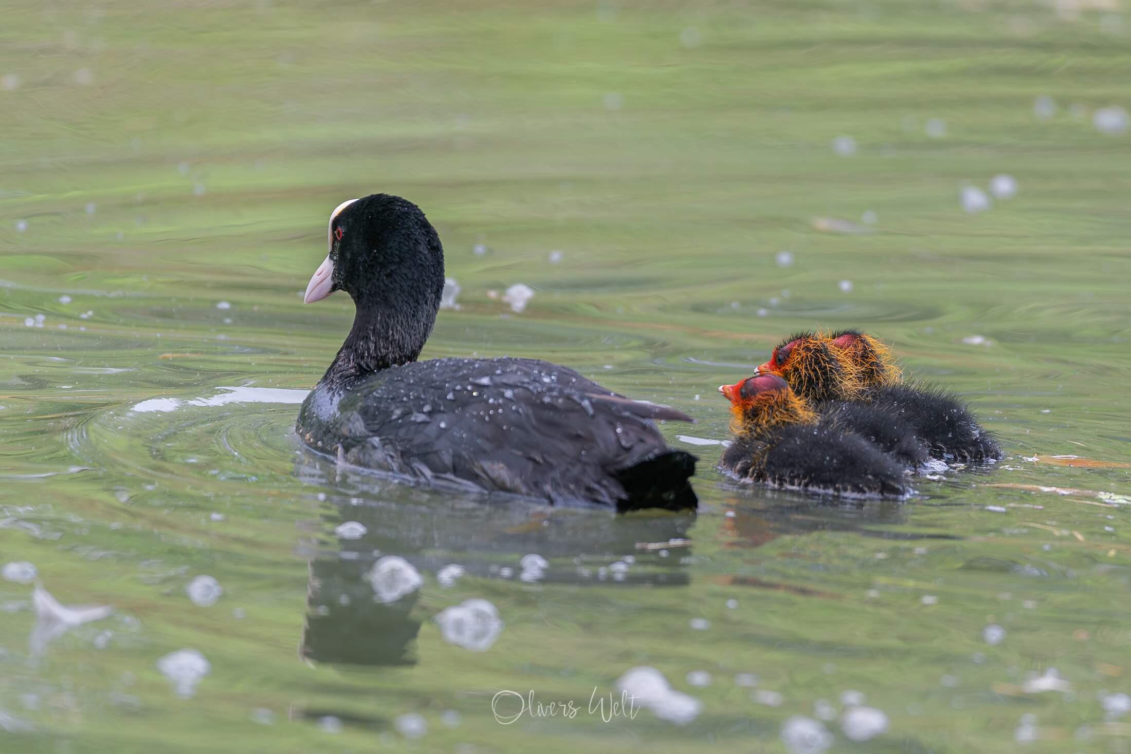 Bild ohne Beschreibung