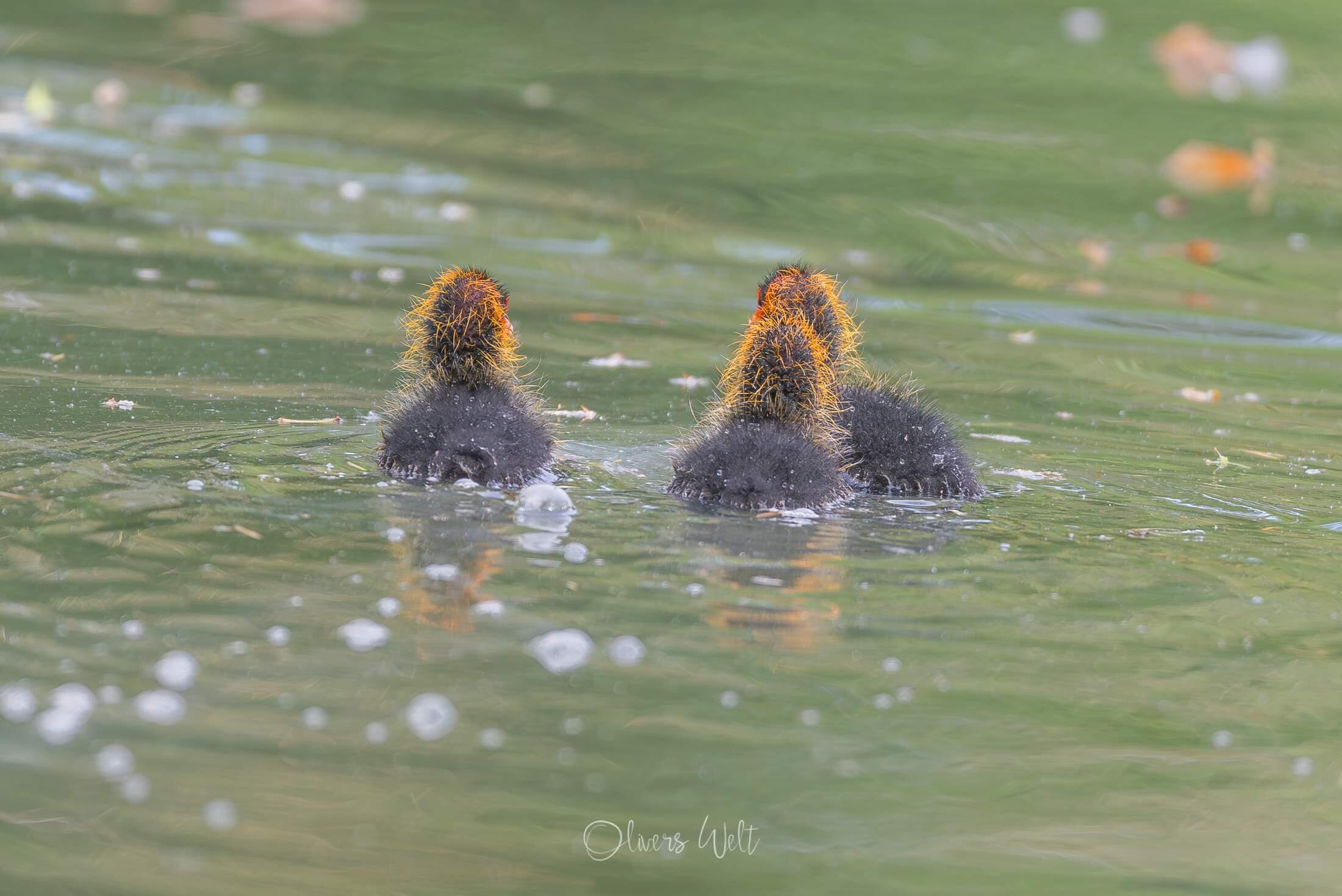 Bild ohne Beschreibung