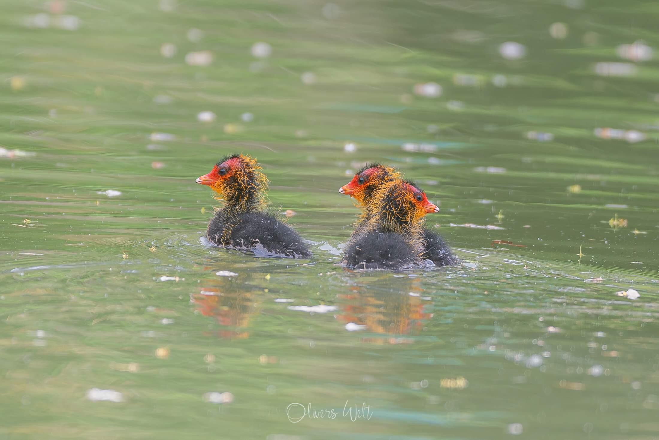 Bild ohne Beschreibung